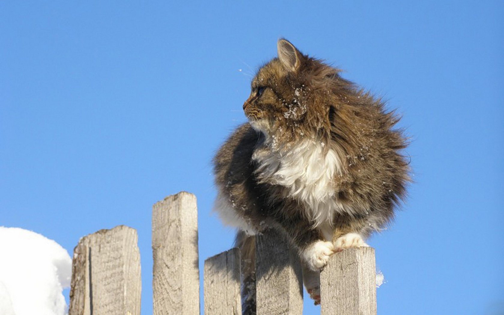 Обои небо, кот, кошка, забор, пушистый, серо-белый, the sky, cat, the fence, fluffy, grey white разрешение 2560x1600 Загрузить