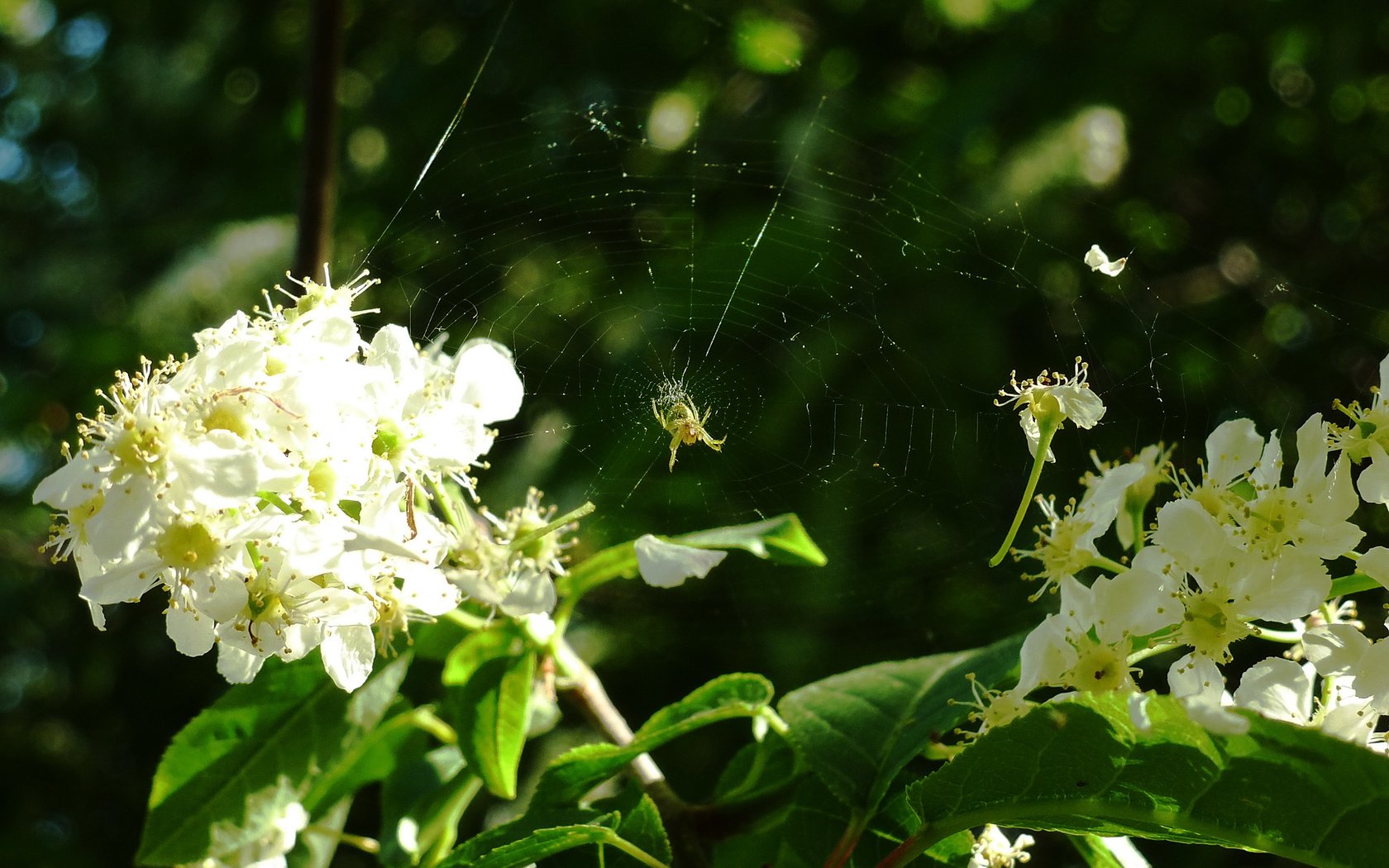 Обои весна, паутина, черемуха, spring, web, cherry разрешение 2160x1620 Загрузить