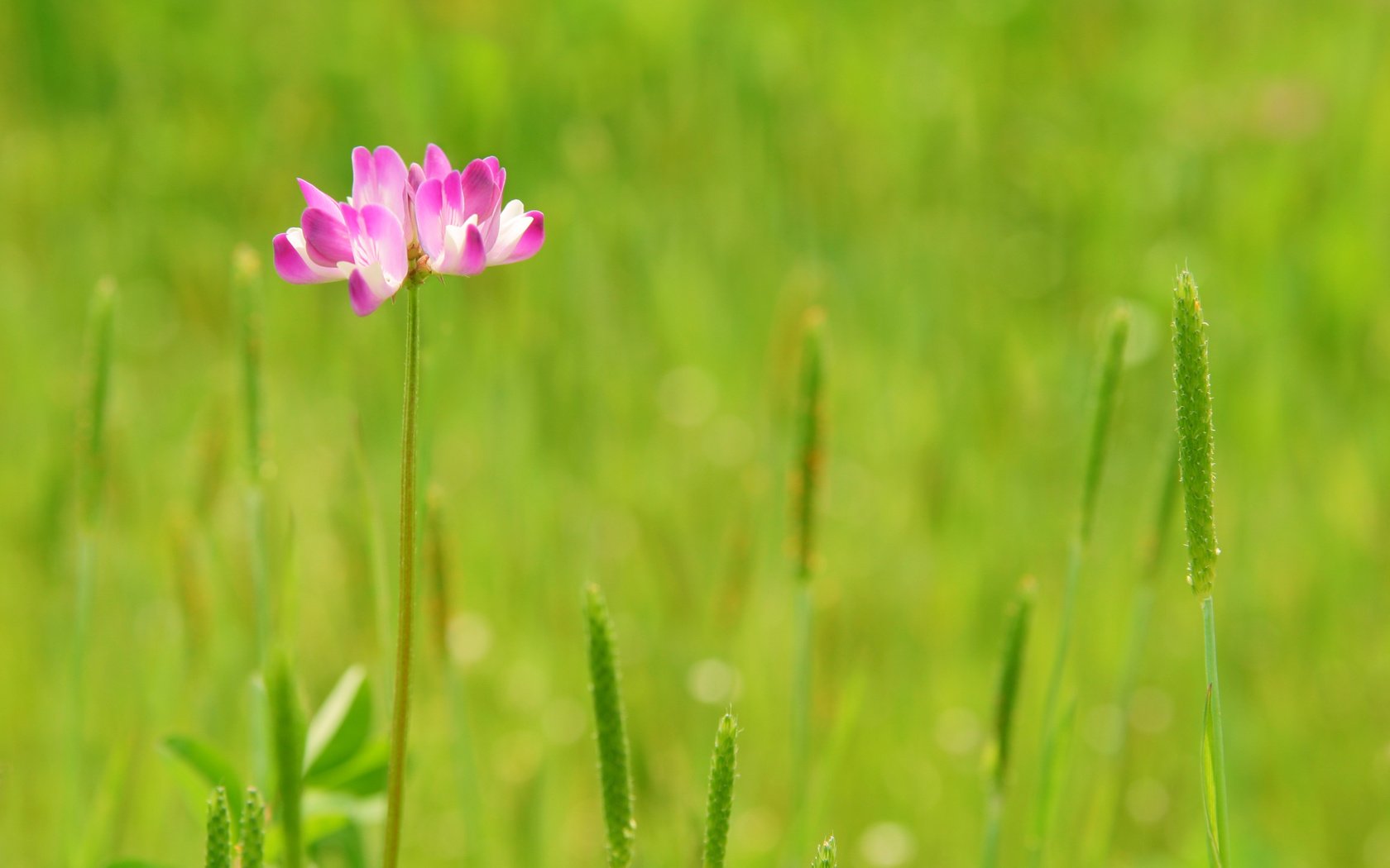 Обои трава, природа, зелень, цветок, grass, nature, greens, flower разрешение 3072x2048 Загрузить