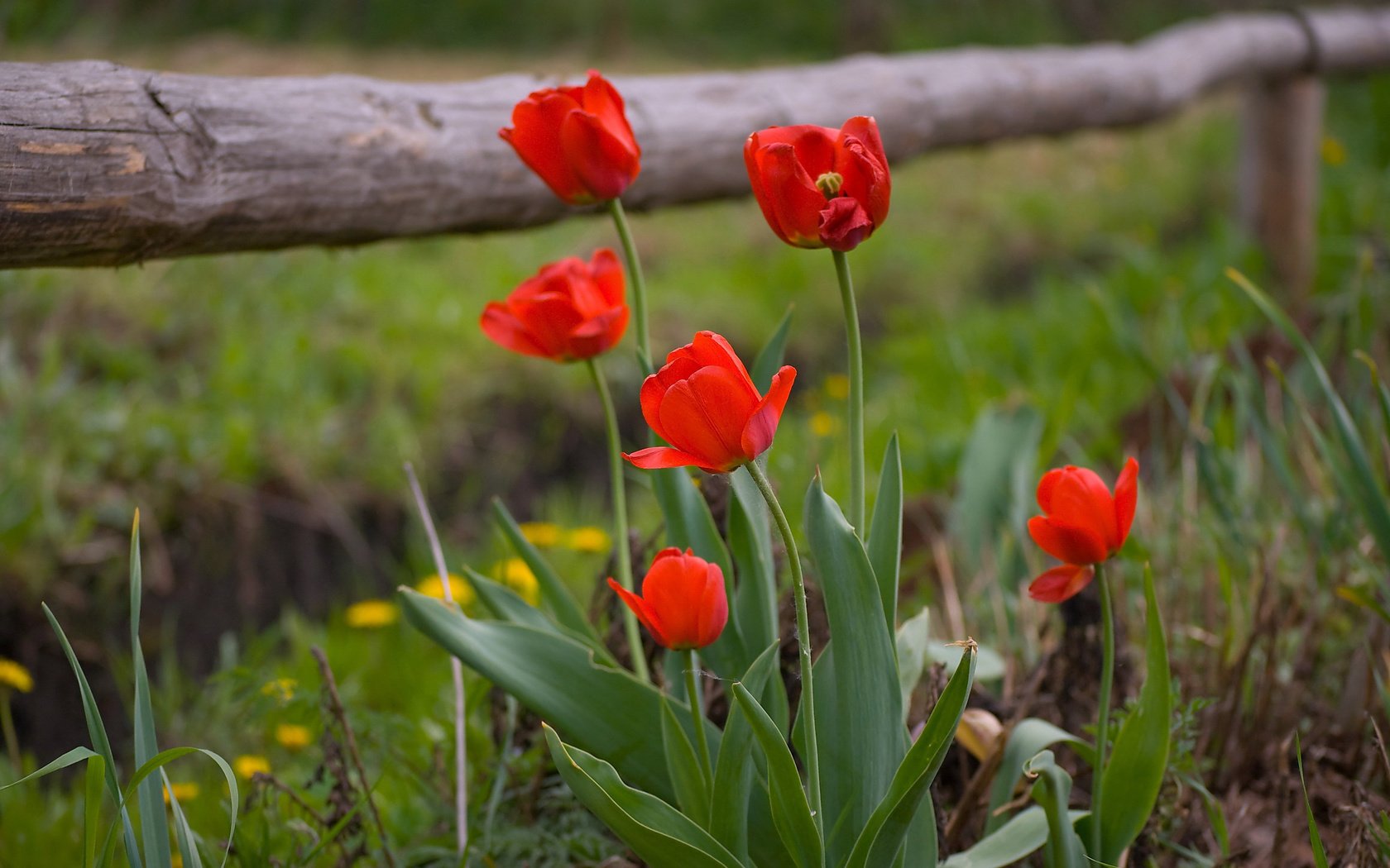 Обои забор, весна, тюльпаны, the fence, spring, tulips разрешение 3872x2592 Загрузить