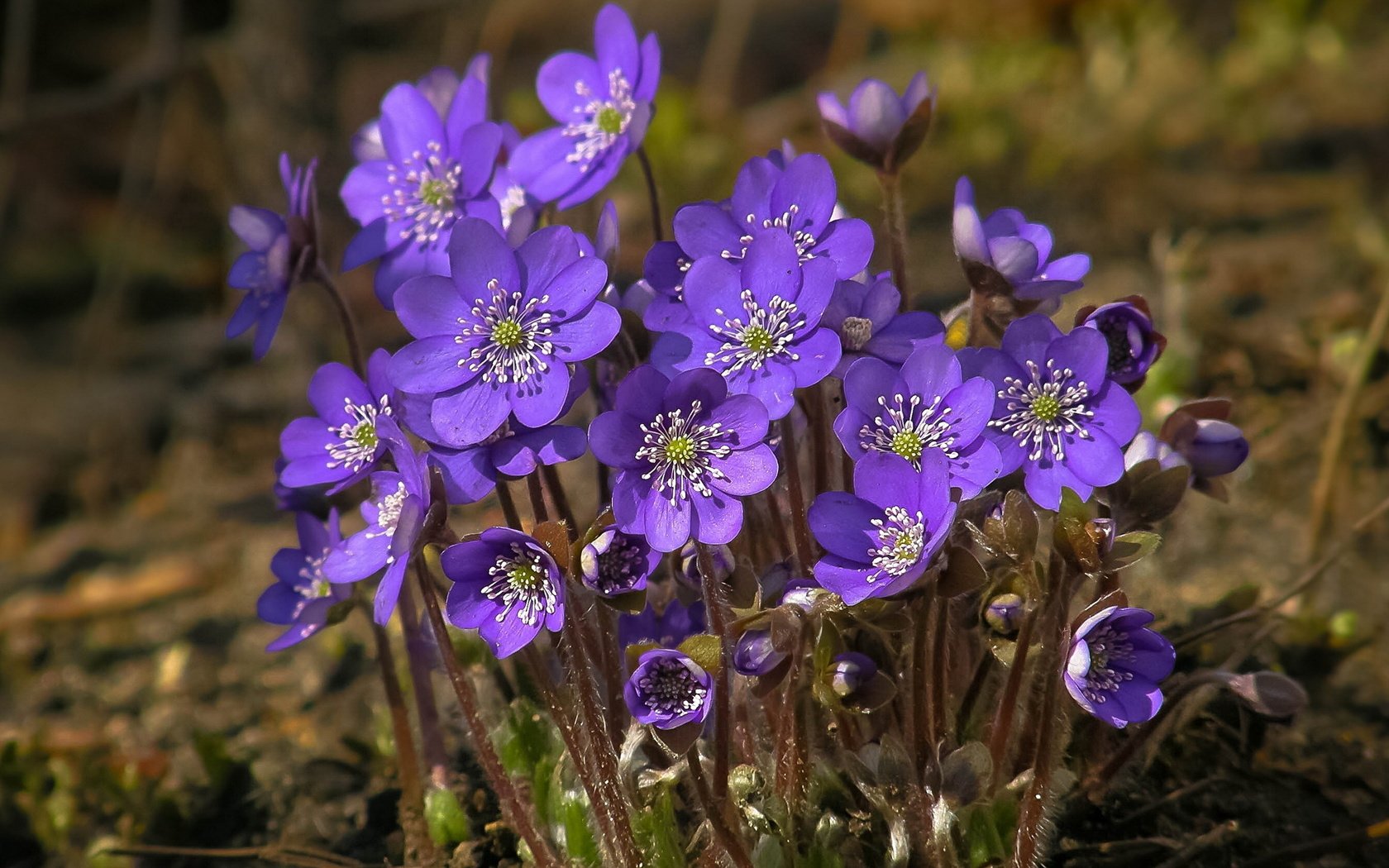 Обои цветы, природа, весна, фиалки, flowers, nature, spring, violet разрешение 2560x1600 Загрузить