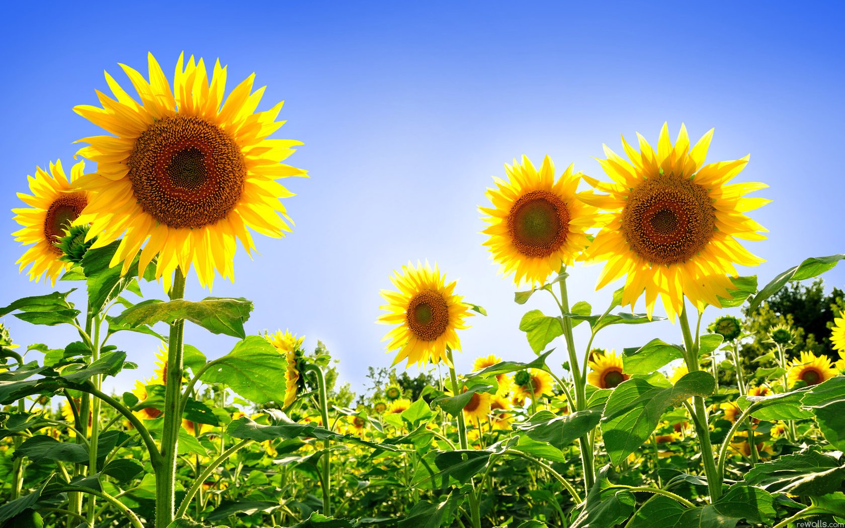 Обои небо, поле, подсолнух, подсолнухи, желтые, podsolnuxi, леспестки, the sky, field, sunflower, sunflowers, yellow, lepestki разрешение 1920x1200 Загрузить