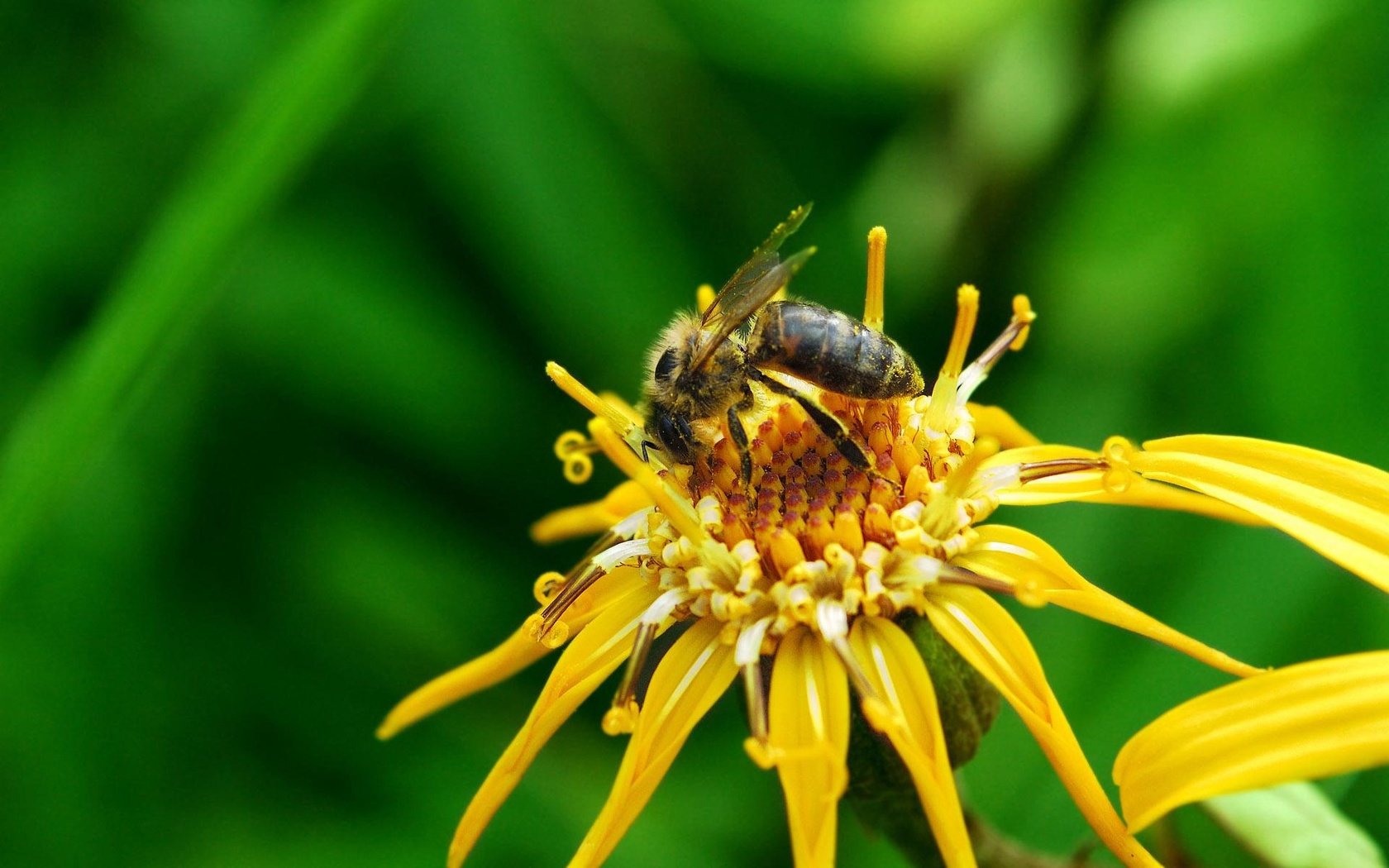 Обои макро, насекомое, цветок, лето, пчела, macro, insect, flower, summer, bee разрешение 1920x1200 Загрузить