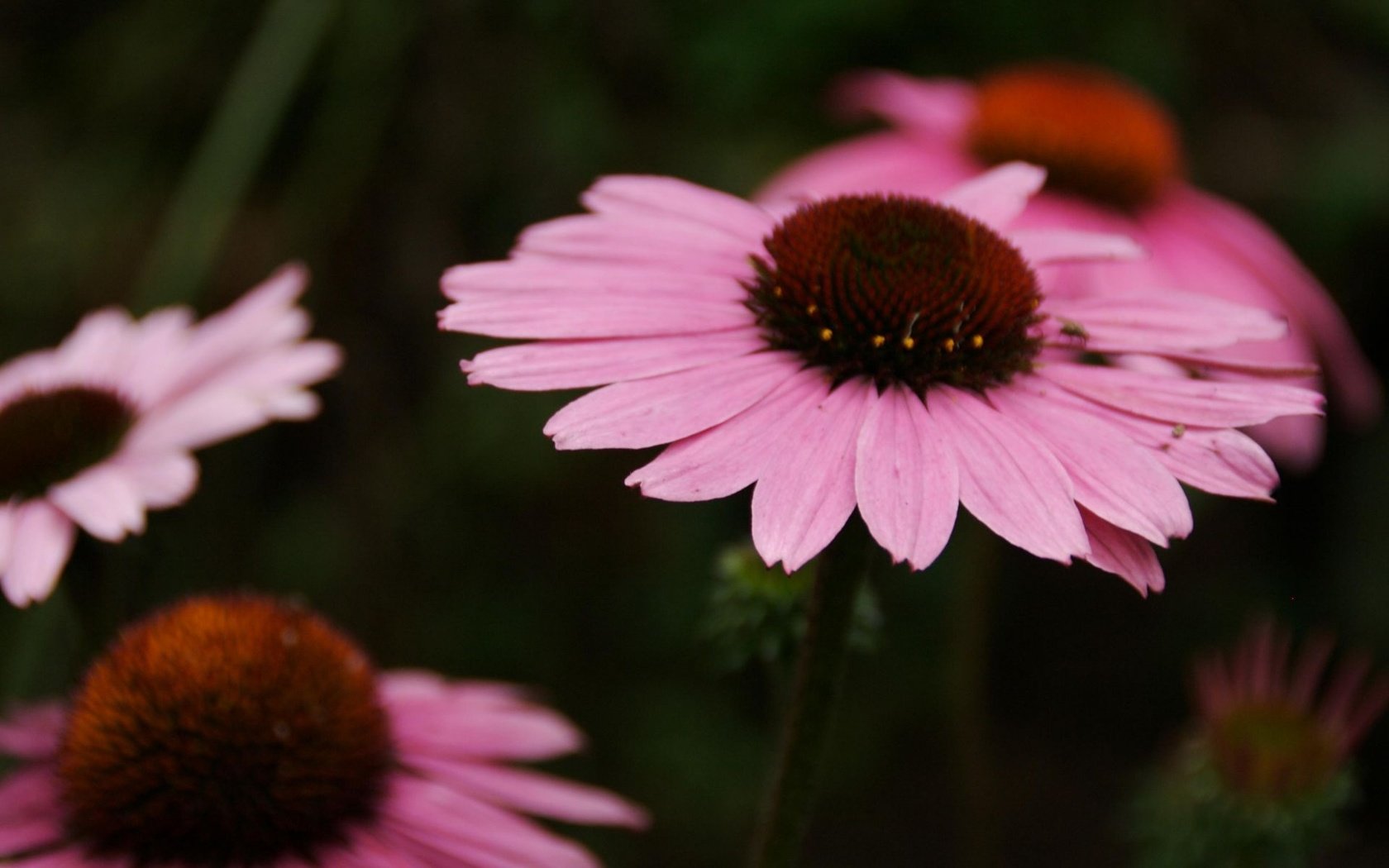 Обои цветы, лепестки, розовые, cvety, makro, foto, krasivye oboi, эхинацея, леспестки, flowers, petals, pink, echinacea, lepestki разрешение 1920x1200 Загрузить