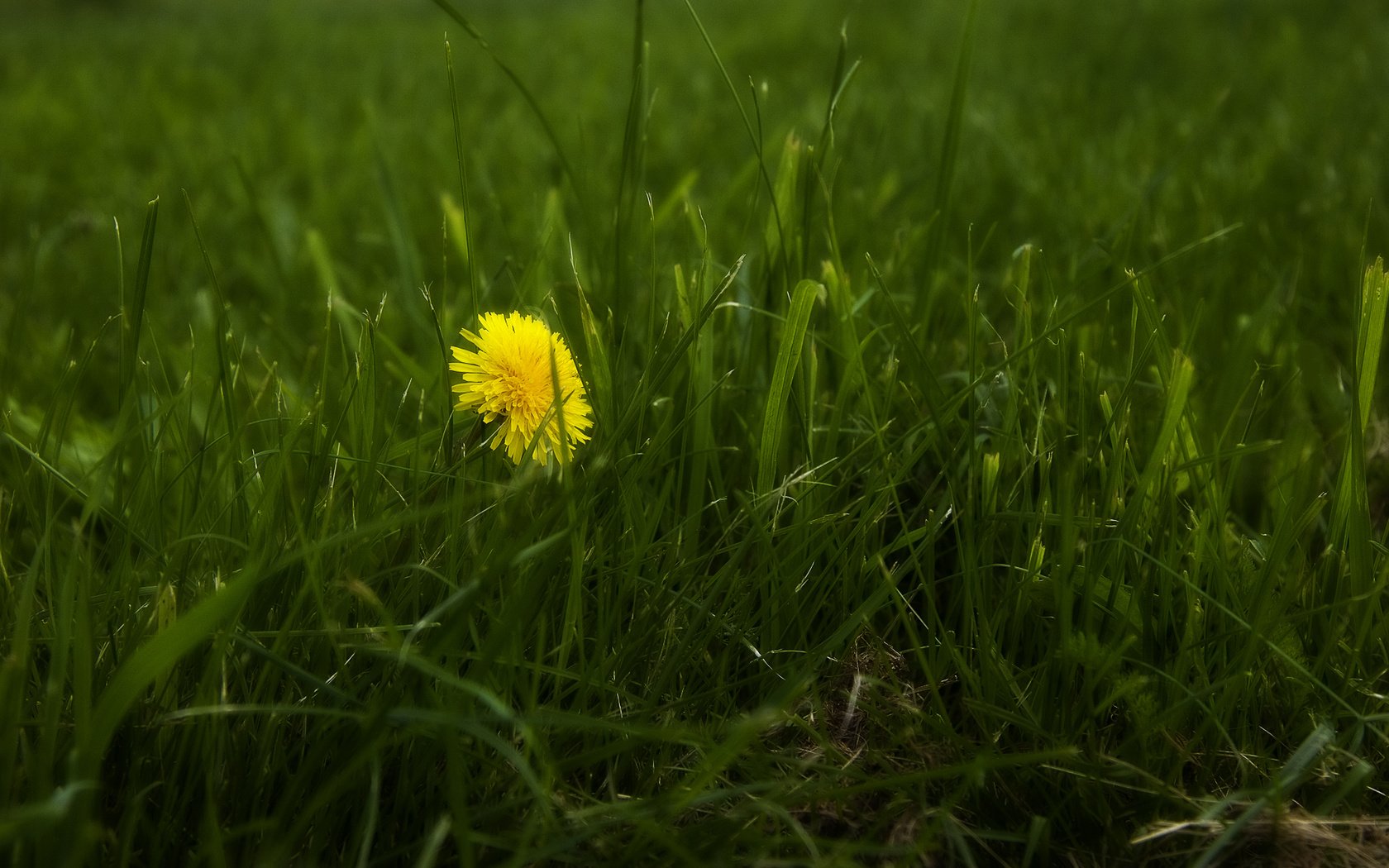 Обои трава, природа, весна, одуванчик, grass, nature, spring, dandelion разрешение 1920x1200 Загрузить