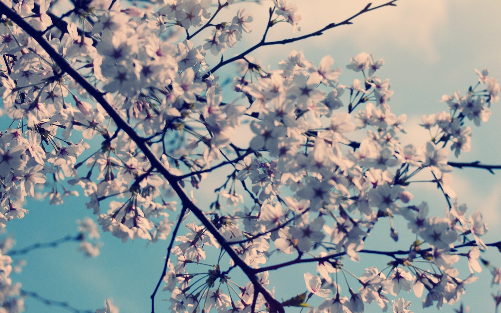 Обои цветы, природа, дерево, цветение, весна, вишня, flowers, nature, tree, flowering, spring, cherry разрешение 3300x1292 Загрузить