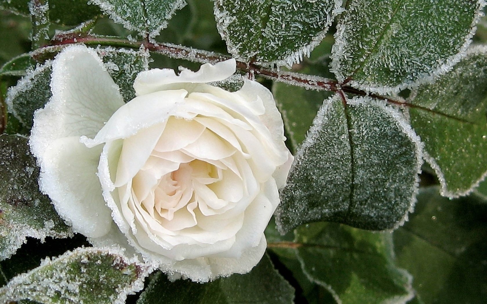 Обои цветок, роза, белая, roza, inej, belaya, flower, rose, white разрешение 1920x1200 Загрузить
