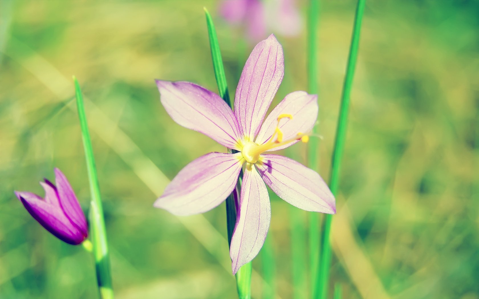 Обои цветы, зелень, макро, лепесток, стебель, makro, zelen, lepestok, stebl, flowers, greens, macro, petal, stem разрешение 2560x1600 Загрузить