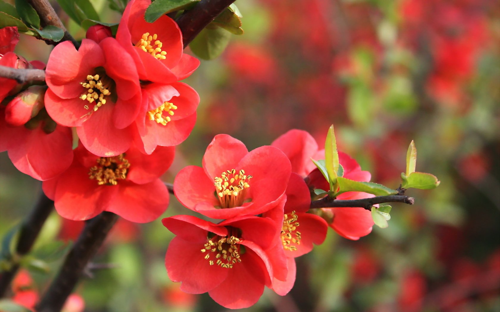 Обои цветение, весна, cvety, vesna, priroda, vetka, krasnye, granat, listochki, айва, flowering, spring, quince разрешение 1920x1200 Загрузить