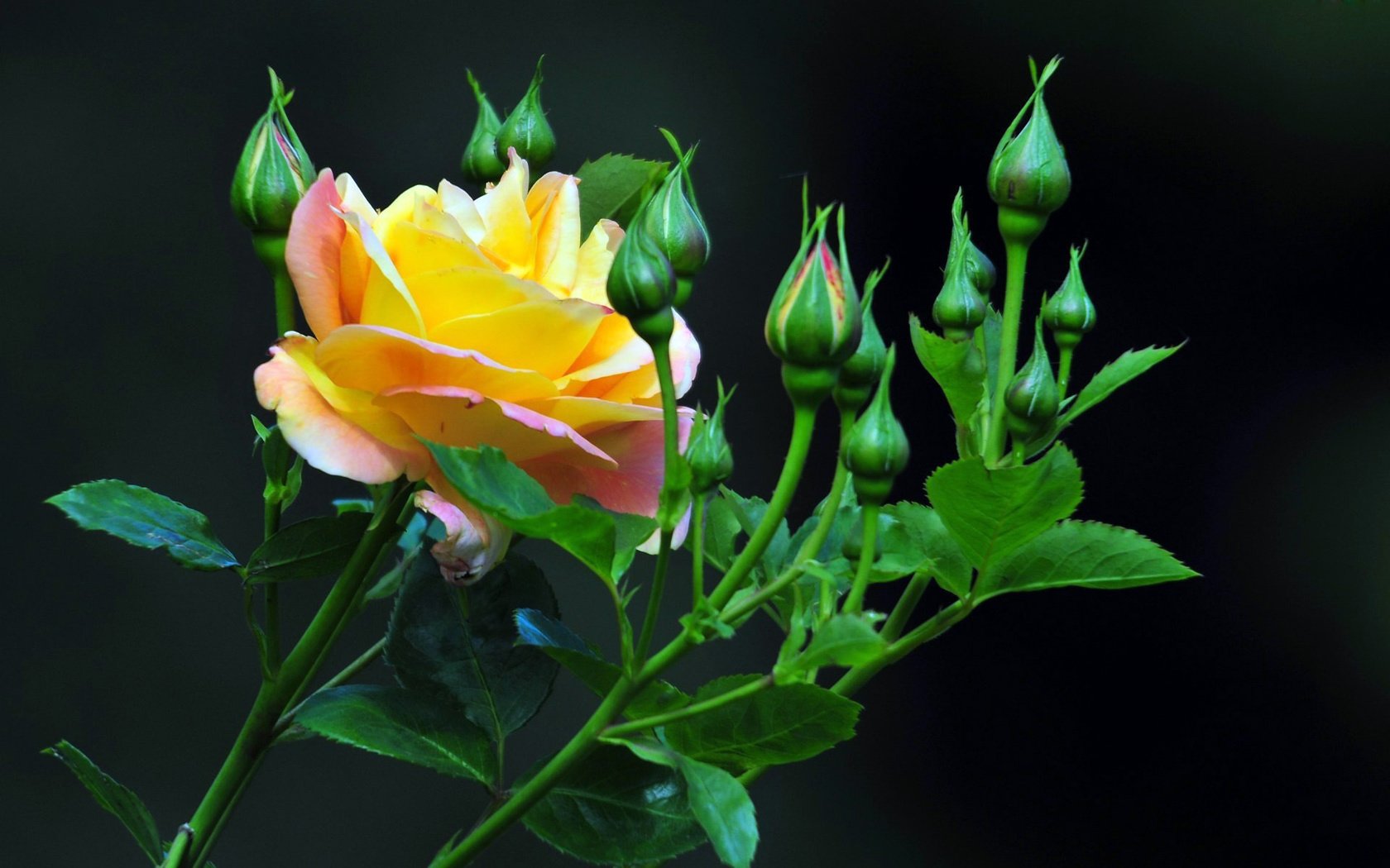 Обои бутоны, роза, лепестки, бутон, черный фон, стебель, желтая роза, buds, rose, petals, bud, black background, stem, yellow rose разрешение 1920x1200 Загрузить