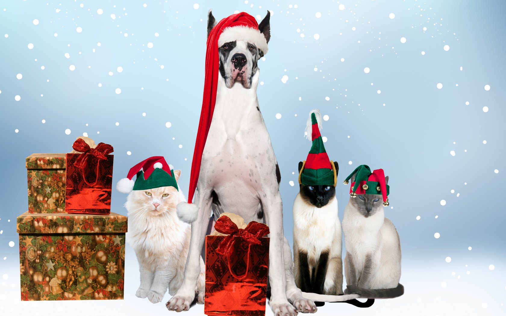 Обои новый год, подарки, собака, кошки, праздник, дог, new year, gifts, dog, cats, holiday разрешение 2560x1600 Загрузить