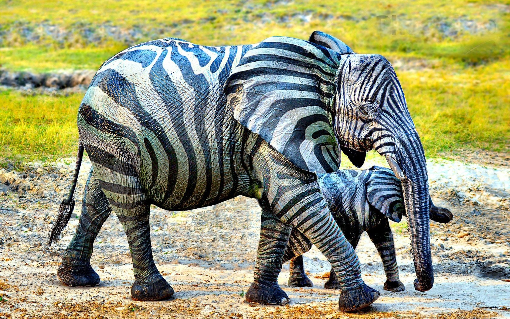 Обои слон, полосатый, слоненок, elephant, striped разрешение 2560x1600 Загрузить