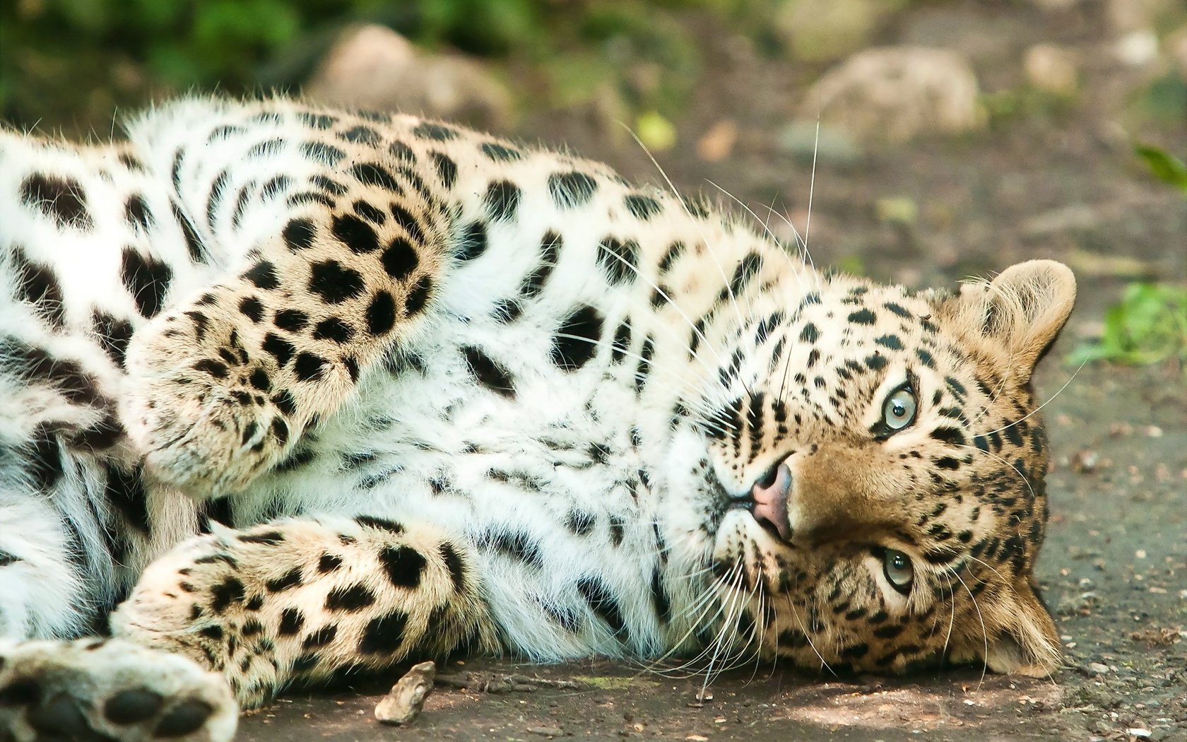 Обои морда, лапы, взгляд, лежит, леопард, хищник, face, paws, look, lies, leopard, predator разрешение 1920x1280 Загрузить