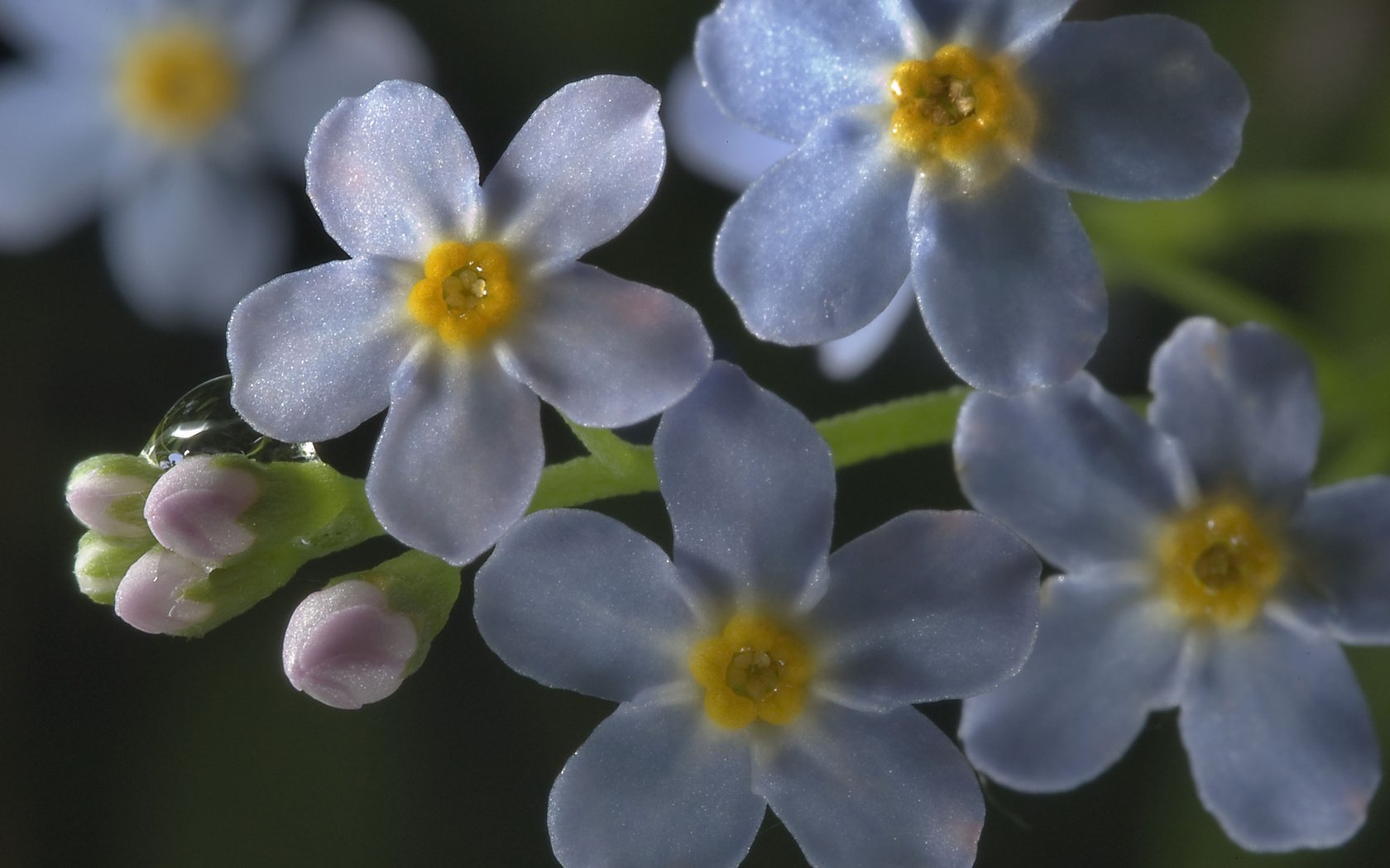 Обои цветы, макро, роса, капля, незабудки, голубые, flowers, macro, rosa, drop, forget-me-nots, blue разрешение 2560x1600 Загрузить