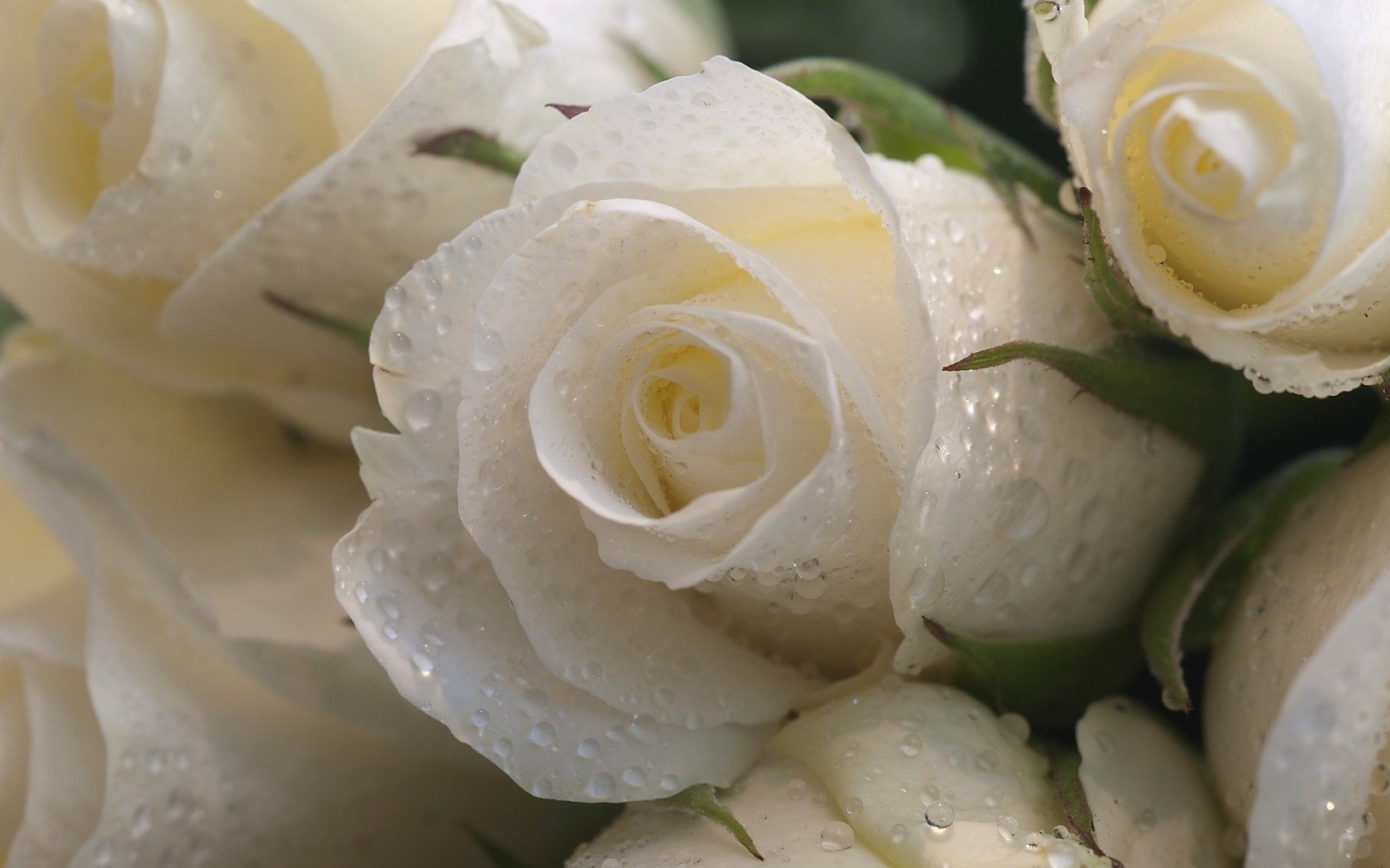Обои цветы, макро, капли, розы, лепестки, букет, белые, белая роза, flowers, macro, drops, roses, petals, bouquet, white, white rose разрешение 2560x1600 Загрузить