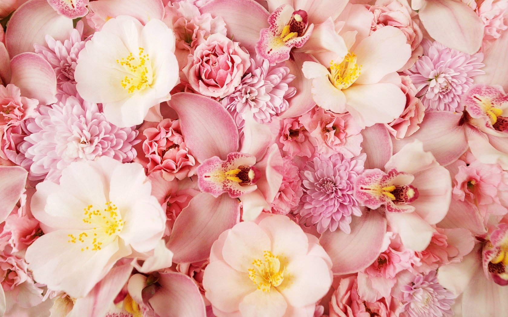 Обои цветы, rozovyj fon, альстромерии, розы, лепестки, тюльпаны, розовые, хризантемы, орхидеи, cvety, orxideya, flowers, roses, petals, tulips, pink, chrysanthemum, orchids разрешение 2560x1600 Загрузить