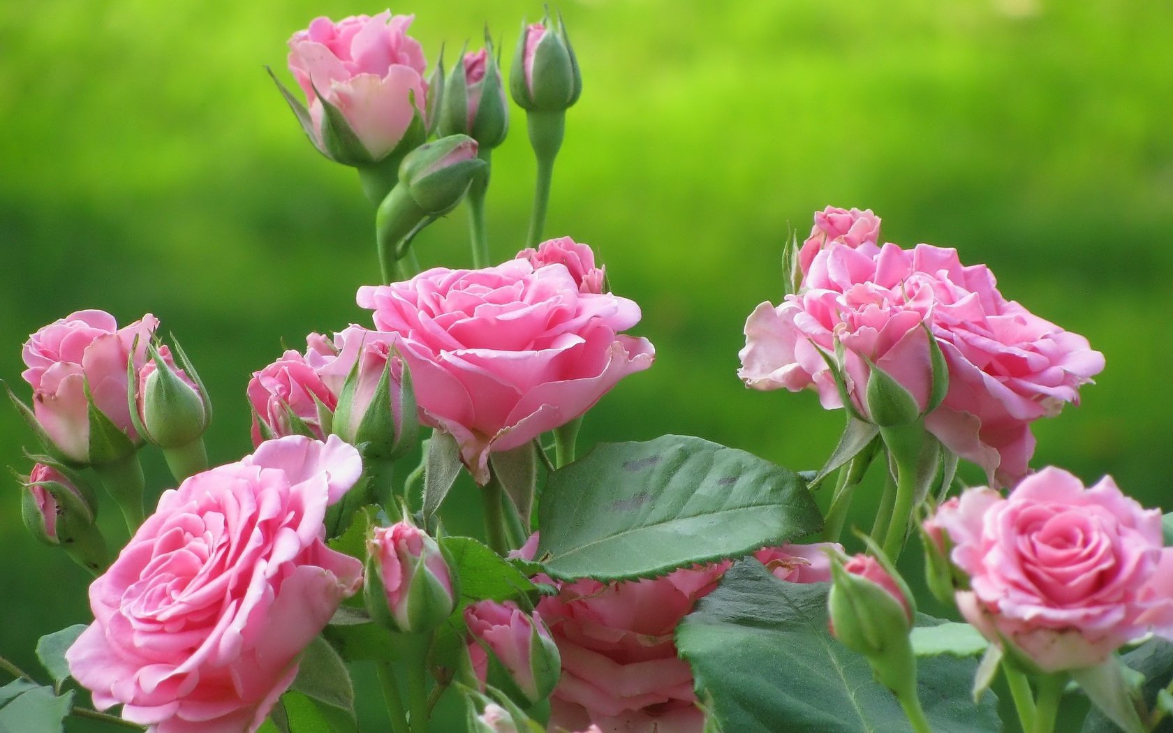 Обои цветы, kust, бутоны, листья, розы, лепестки, розовые, куст, cvety, rozy, flowers, buds, leaves, roses, petals, pink, bush разрешение 2048x1536 Загрузить