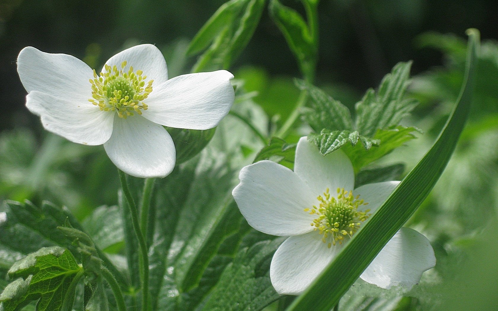 Обои цветы, лепестки, белые, cvety, vesna, belye, анемона, ветреница, flowers, petals, white, anemone разрешение 1920x1440 Загрузить