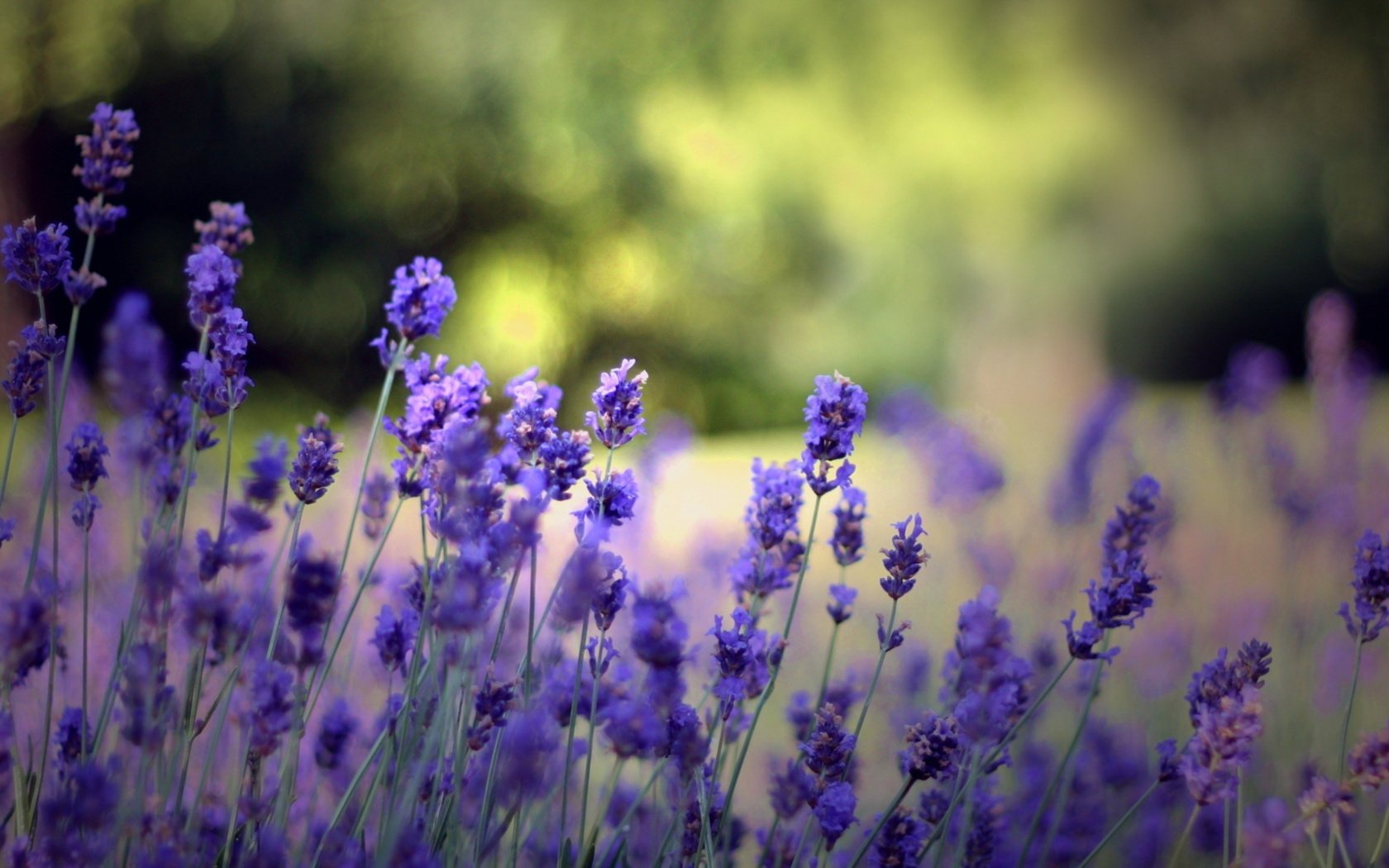 Обои цветы, природа, поле, лаванда, cvety, krasota, leto, priroda, flowers, nature, field, lavender разрешение 2560x1440 Загрузить