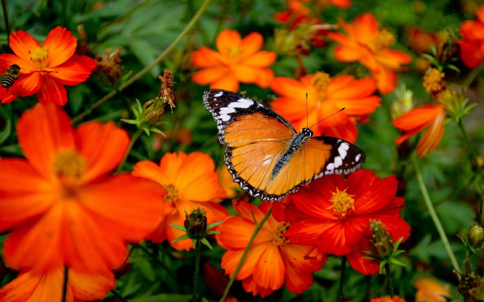 Обои цветы, насекомое, бабочка, крылья, cvety, babochka, oranzhevaya, flowers, insect, butterfly, wings разрешение 1920x1200 Загрузить