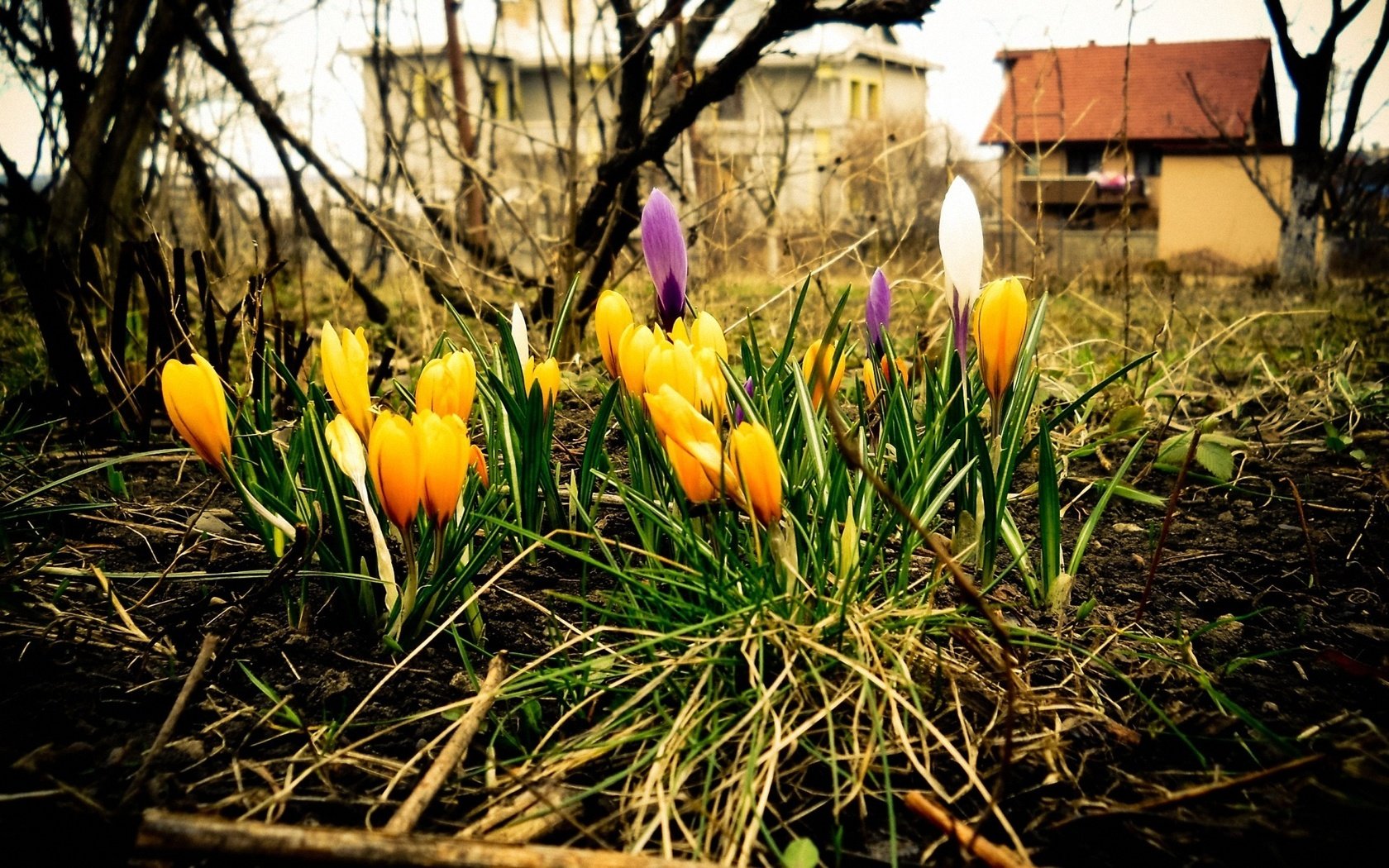 Обои сад, весна, оранжевый, крокусы, garden, spring, orange, crocuses разрешение 1920x1200 Загрузить