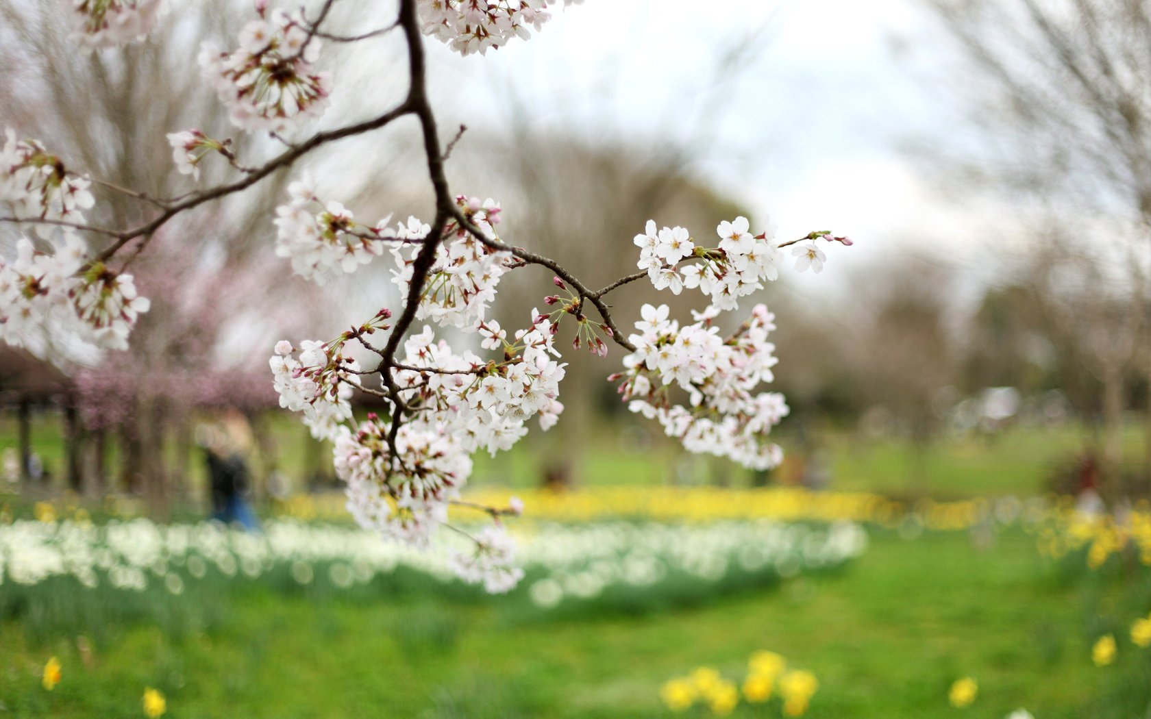 Обои ветка, дерево, цветение, весна, вишня, сакура, branch, tree, flowering, spring, cherry, sakura разрешение 2400x1600 Загрузить