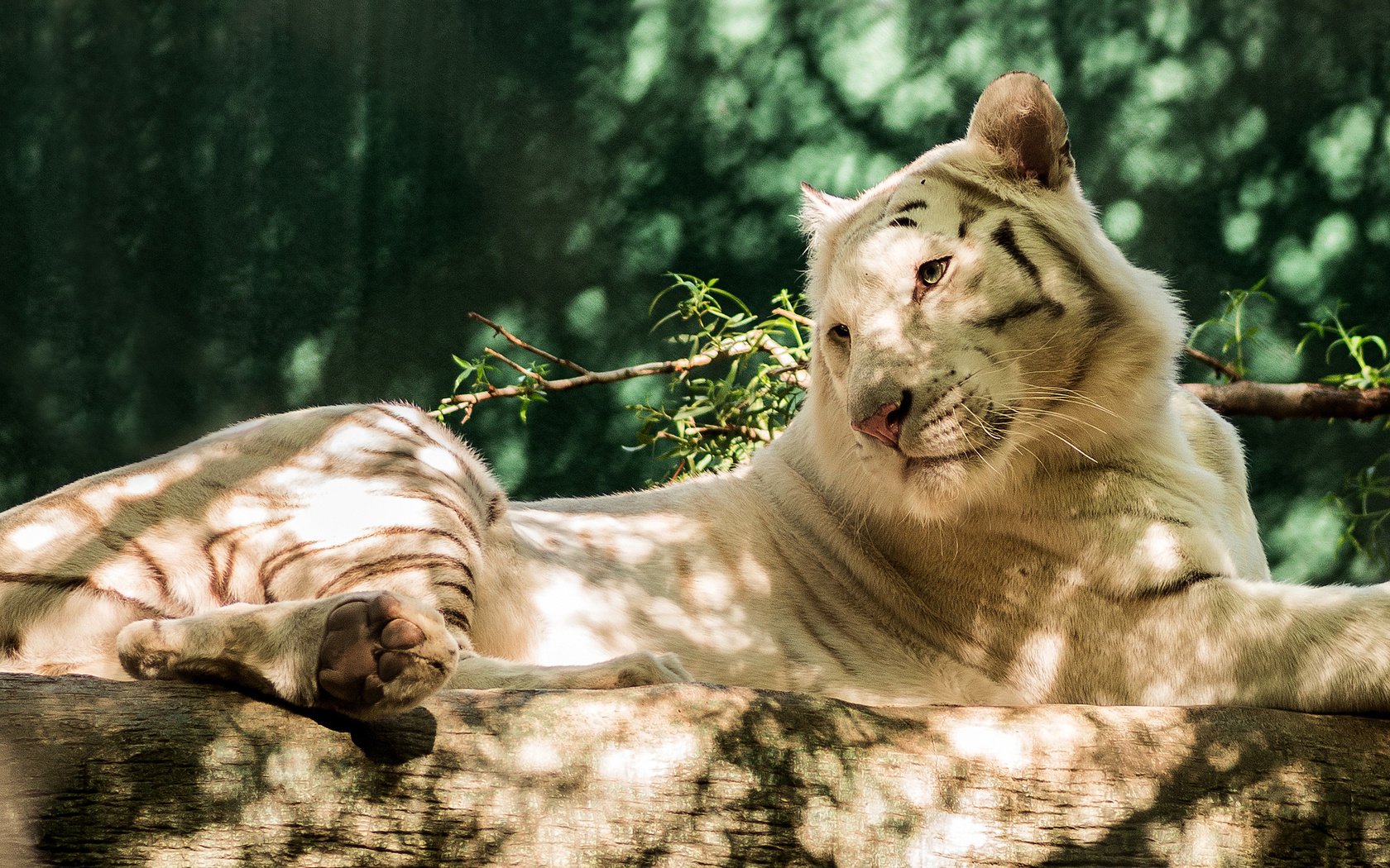 Обои тигр, природа, белый, лежит, хищник, бревно, tiger, nature, white, lies, predator, log разрешение 2048x1338 Загрузить