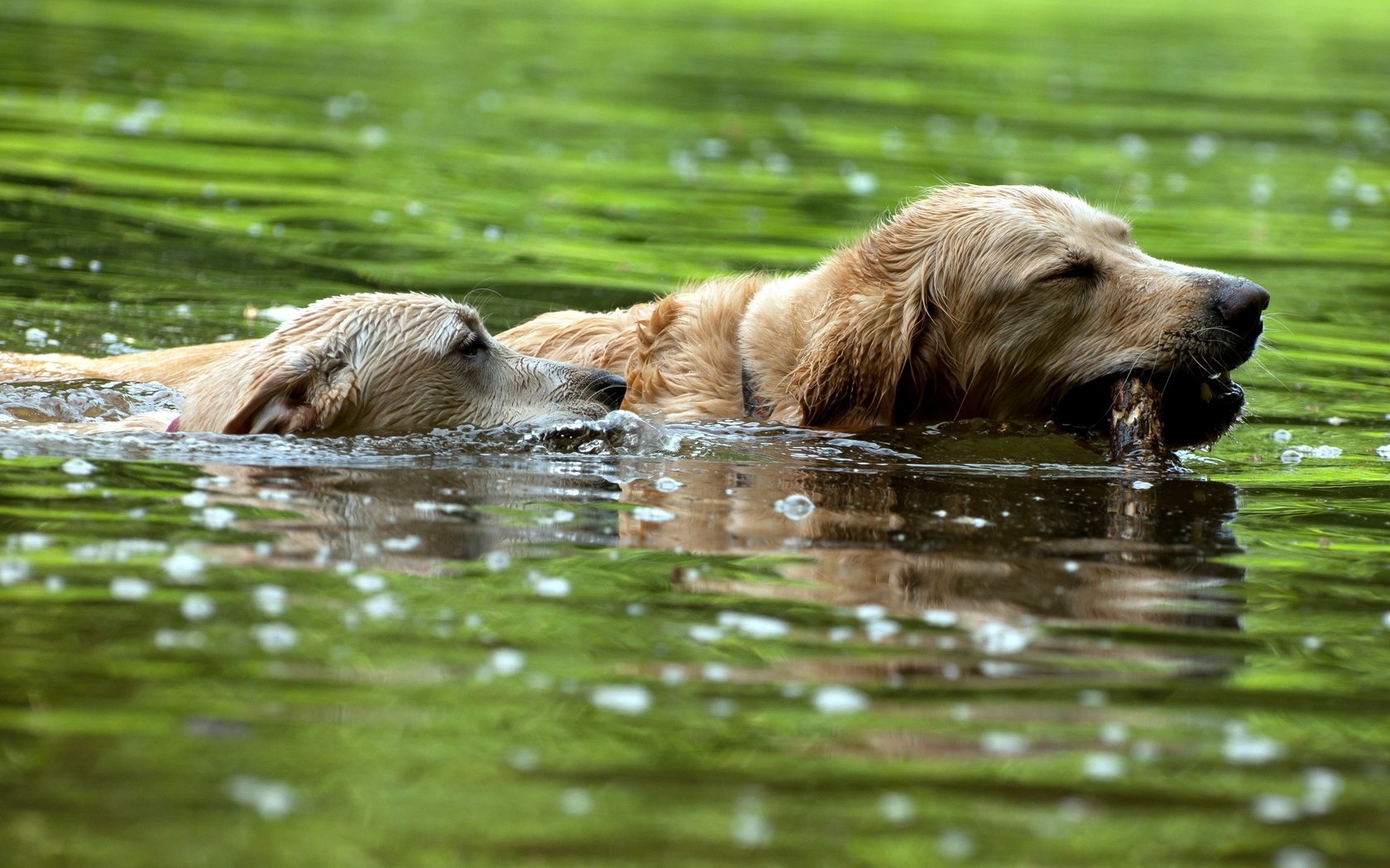 Обои река, собаки, плавают, золотистые ретриверы, river, dogs, swim, golden retrievers разрешение 2560x1600 Загрузить