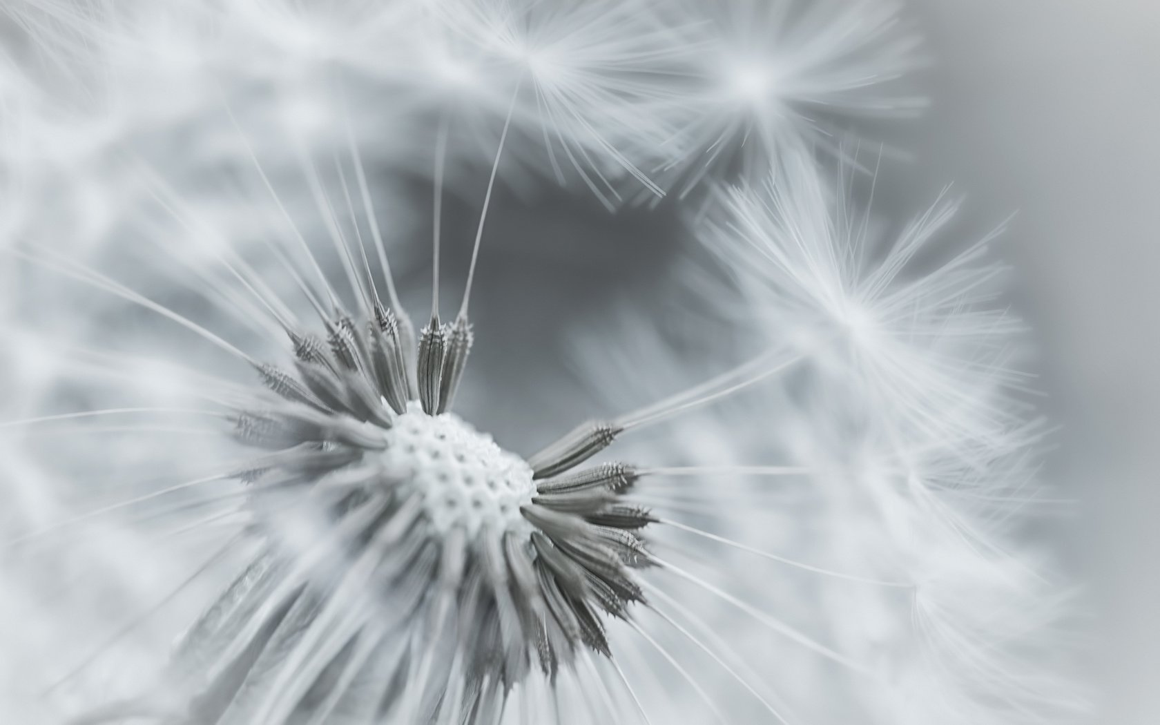 Обои фокус камеры, макро, цветок, одуванчик, пушинки, the focus of the camera, macro, flower, dandelion, fuzzes разрешение 1920x1200 Загрузить