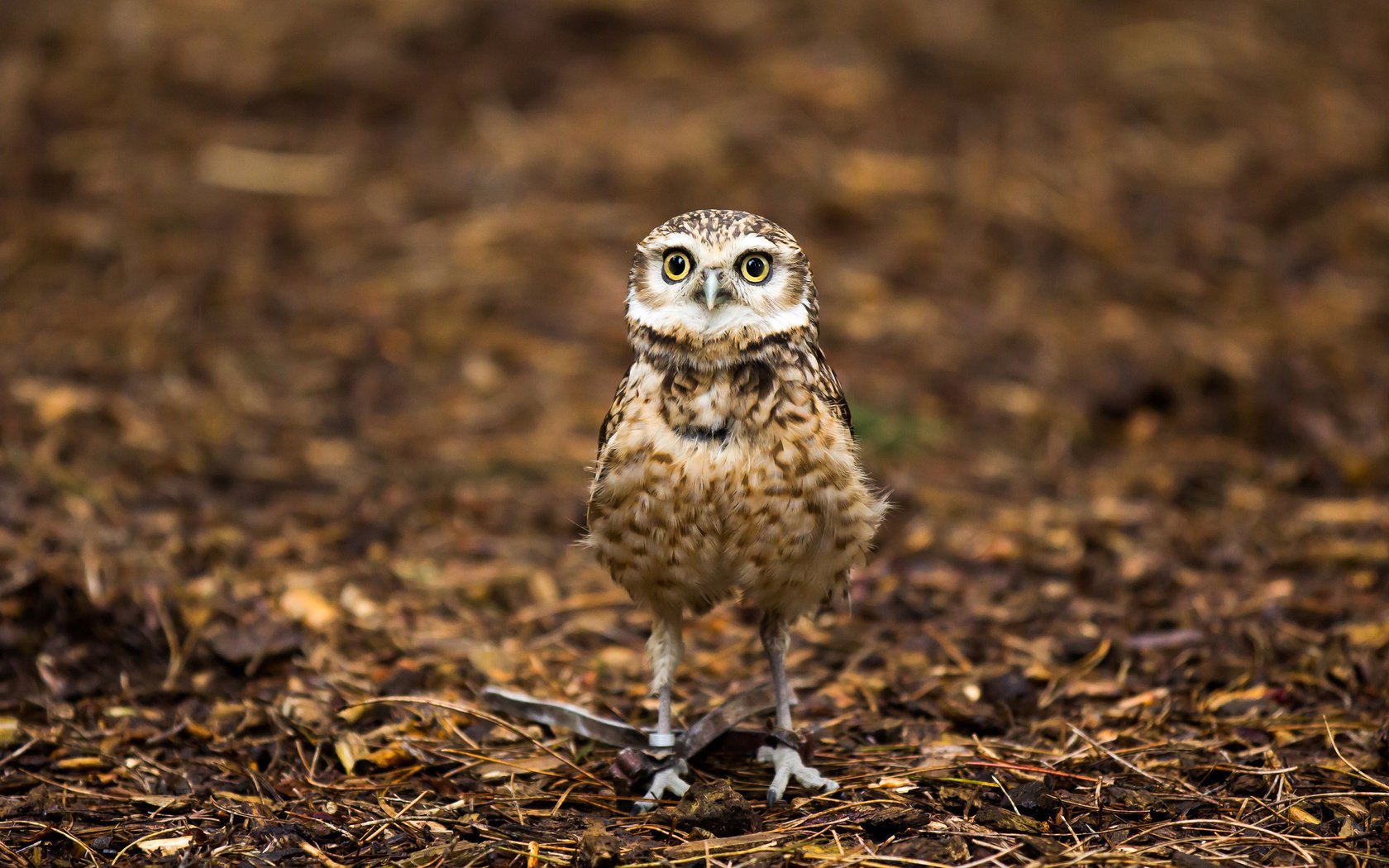 Обои сова, природа, птица, детеныш на привязи, большие глаза, owl, nature, bird, cub on a leash, big eyes разрешение 2048x1365 Загрузить