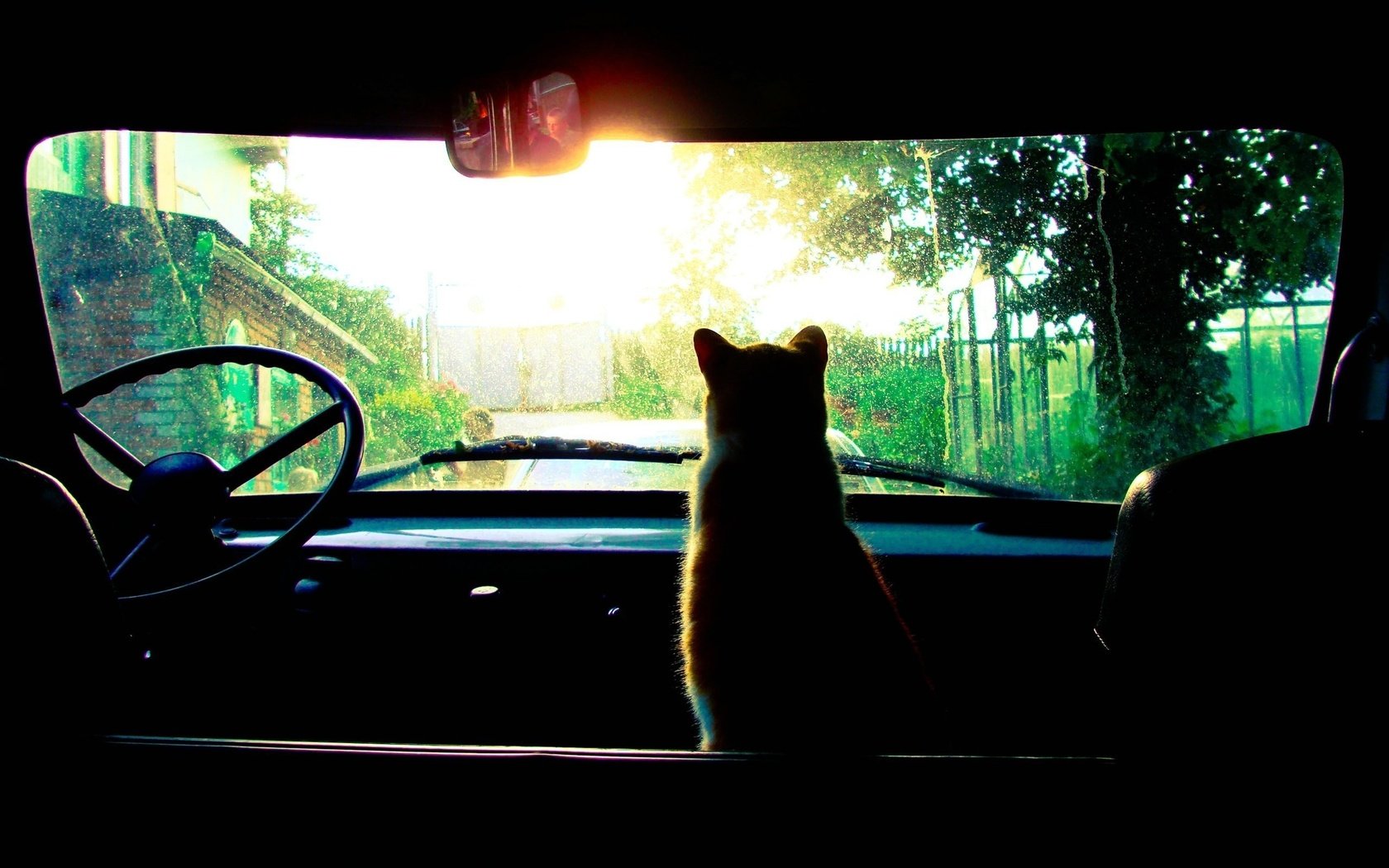 Обои солнце, кошка, в машине, the sun, cat, in the car разрешение 2560x1600 Загрузить