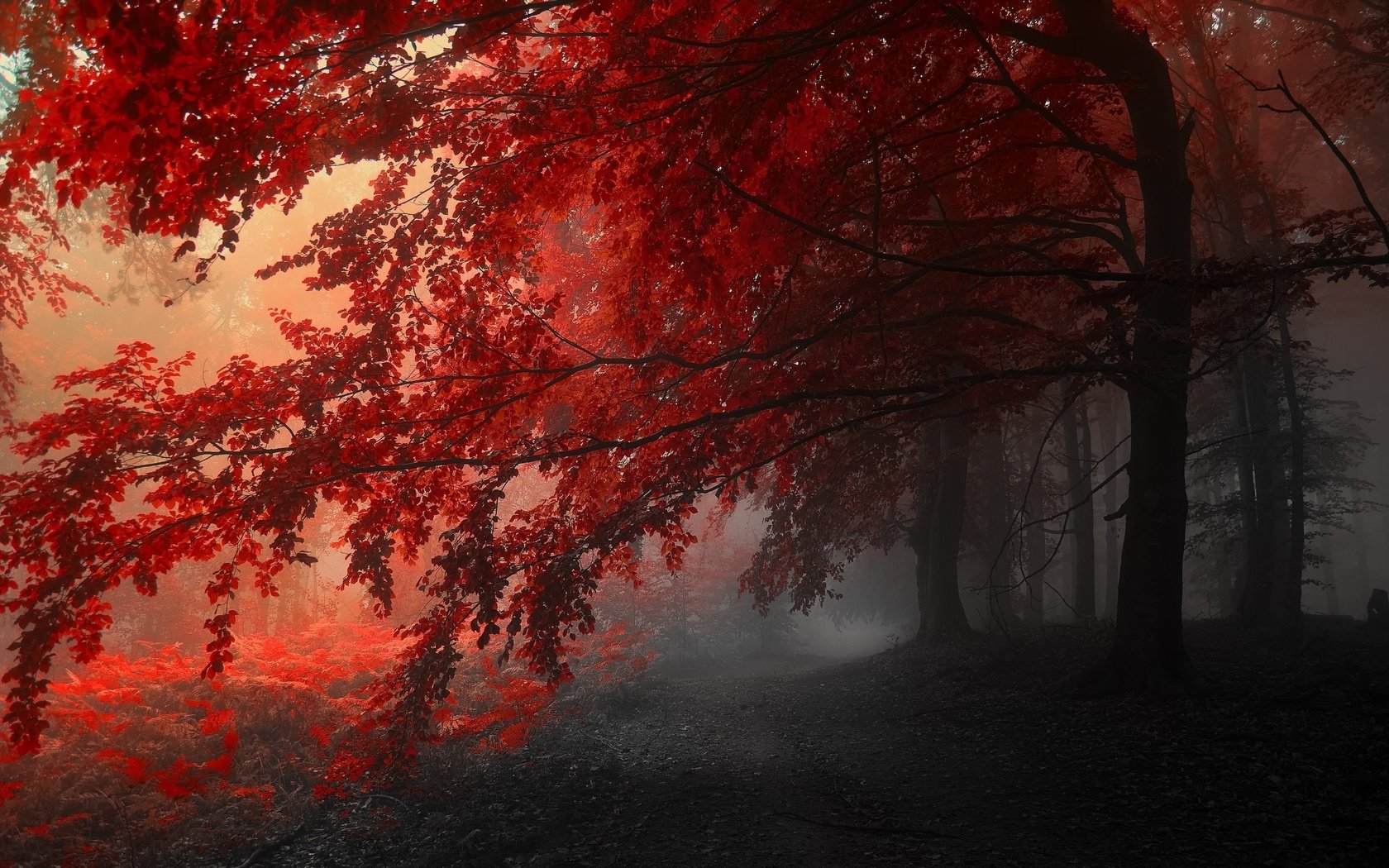 Обои деревья, туман, осень, тропинка, фотография янека седлара, (janek sedlar), trees, fog, autumn, path, picture of janek sedlar разрешение 2560x1600 Загрузить