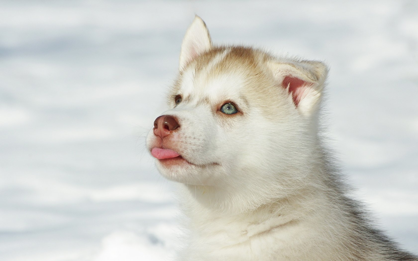 Обои глаза, снег, мордочка, собака, щенок, хаски, язык, eyes, snow, muzzle, dog, puppy, husky, language разрешение 2560x1600 Загрузить