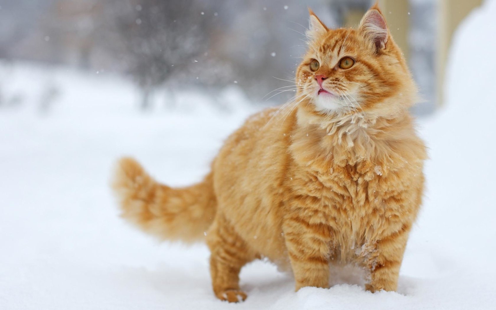 Обои снег, зима, кот, кошка, пушистый, рыжий, полосатый, рыжий кот, snow, winter, cat, fluffy, red, striped, red cat разрешение 1920x1080 Загрузить