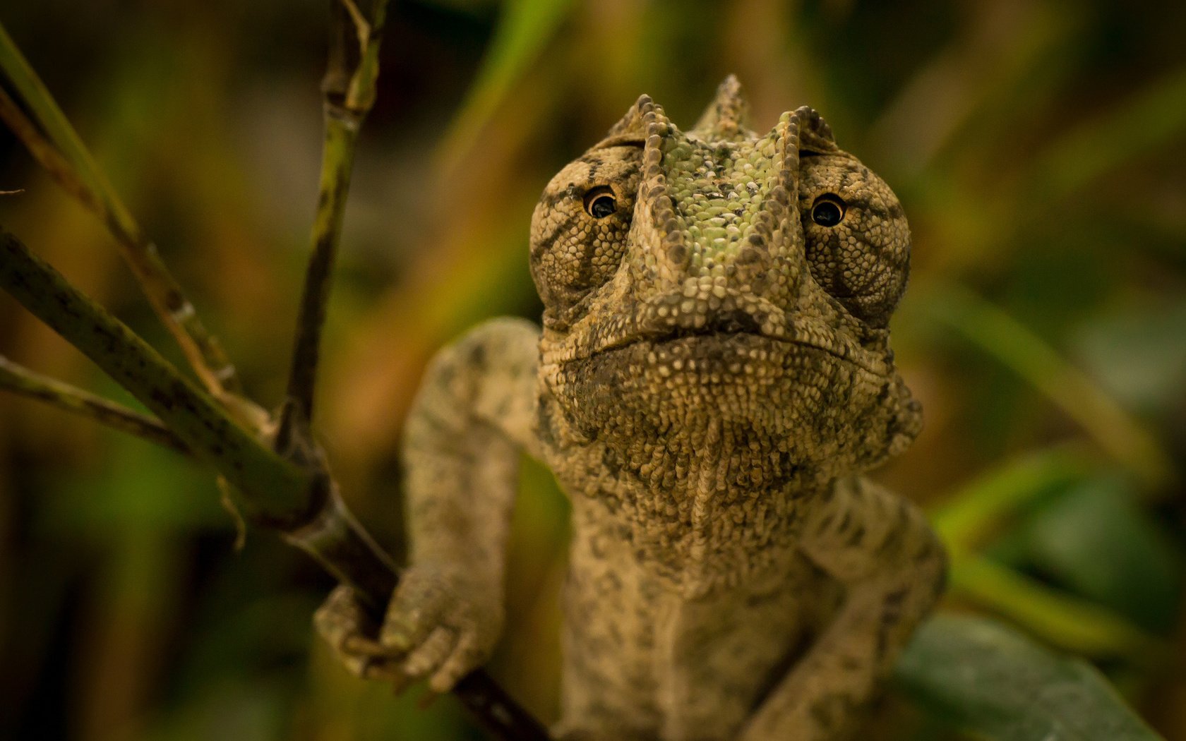 Обои глаза, ветка, ящерица, хамелеон, eyes, branch, lizard, chameleon разрешение 2048x1368 Загрузить