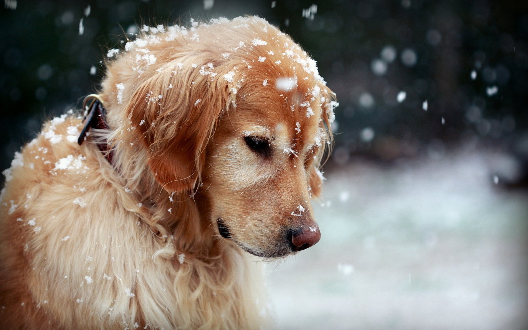 Обои снег, природа, собака, золотистый ретривер, snow, nature, dog, golden retriever разрешение 1920x1200 Загрузить