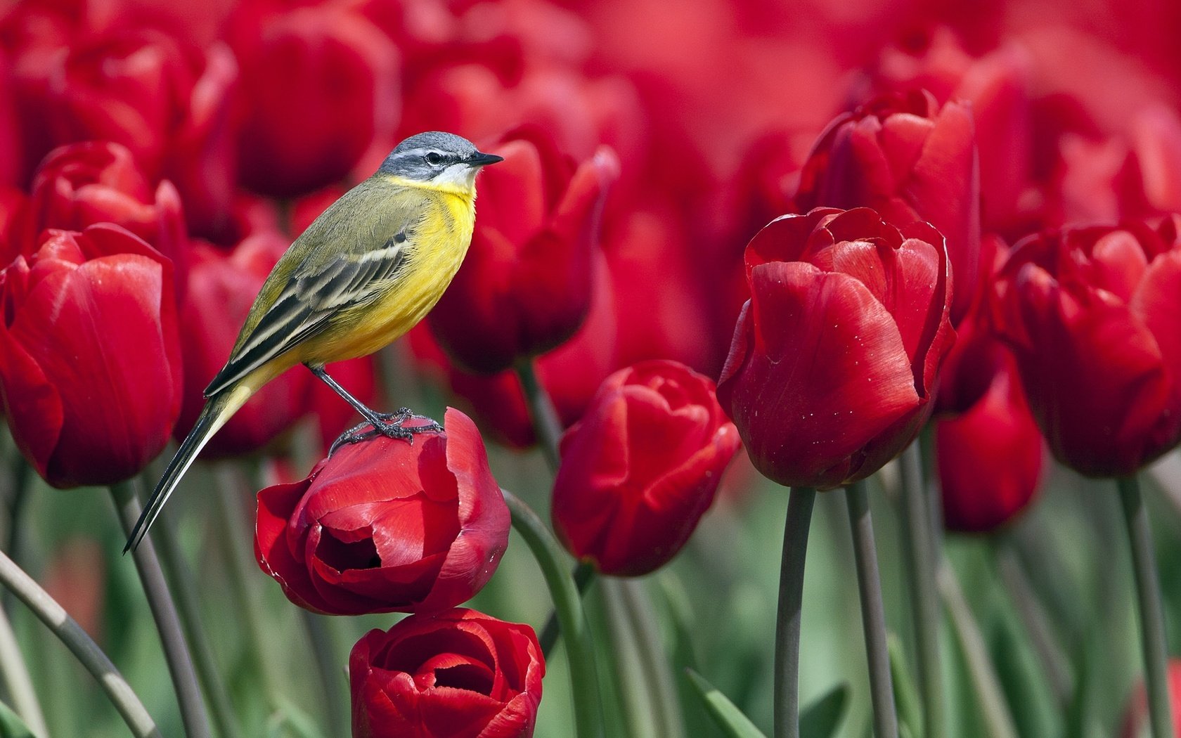 Обои птица, весна, тюльпаны, синица, синичка цветы, bird, spring, tulips, tit, titmouse flowers разрешение 1920x1080 Загрузить