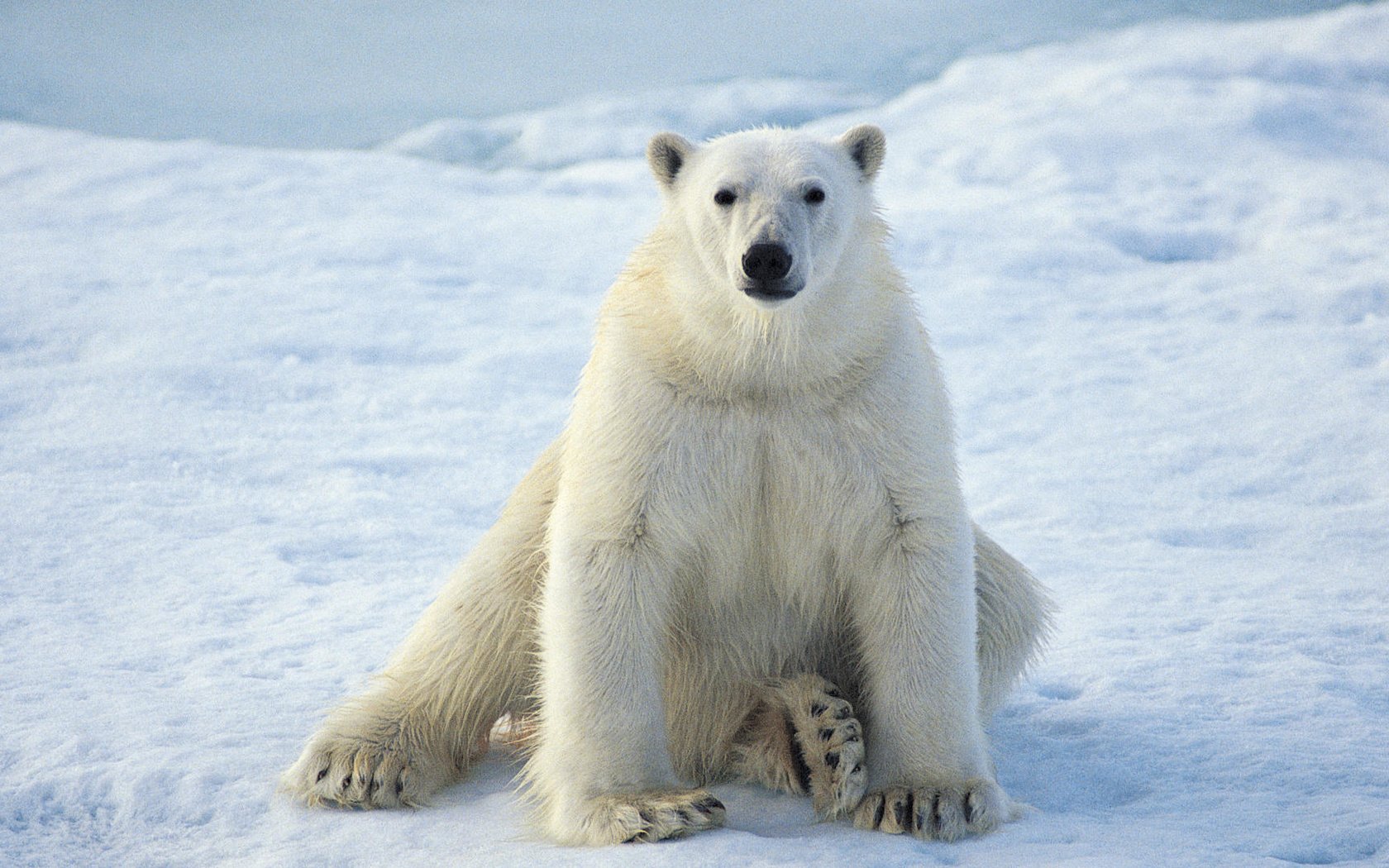 Обои зима, белый медведь, winter, polar bear разрешение 1920x1080 Загрузить