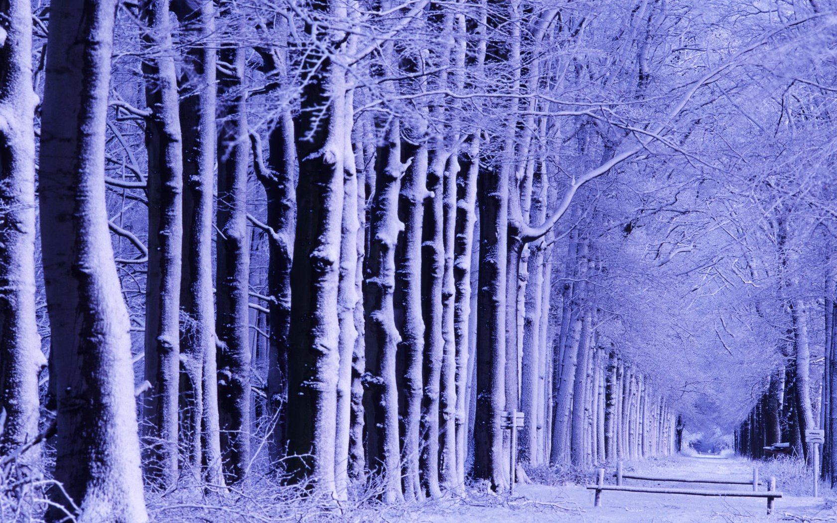 Дерево в Снежном лесу