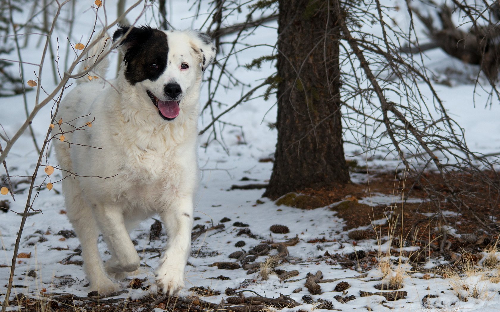 Обои деревья, снег, лес, собака, друг, бордер-колли, trees, snow, forest, dog, each, the border collie разрешение 2560x1600 Загрузить