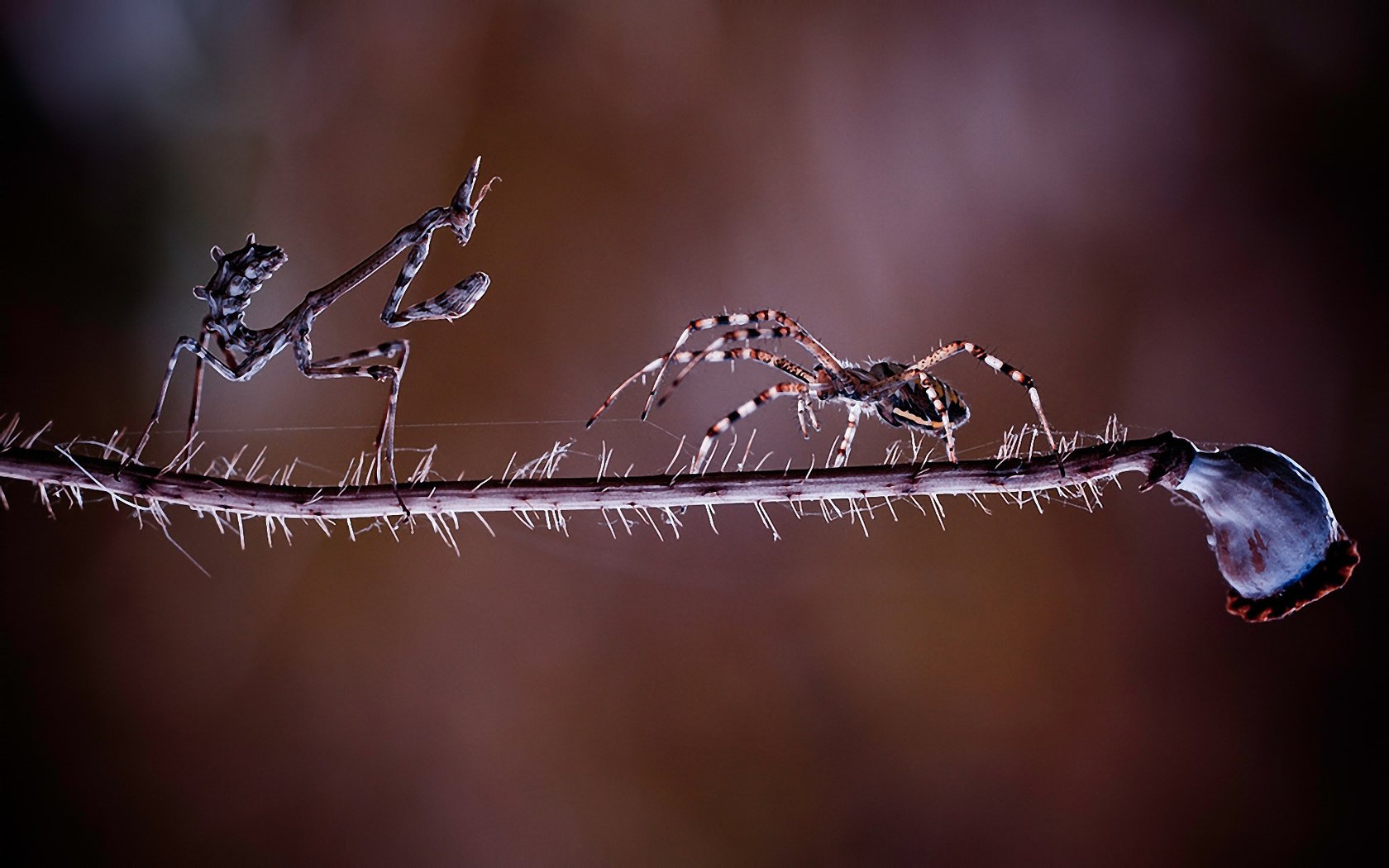 Обои фон, насекомые, растение, паук, стебель, схватка, богомол, встреча, background, insects, plant, spider, stem, fight, mantis, meeting разрешение 1920x1200 Загрузить