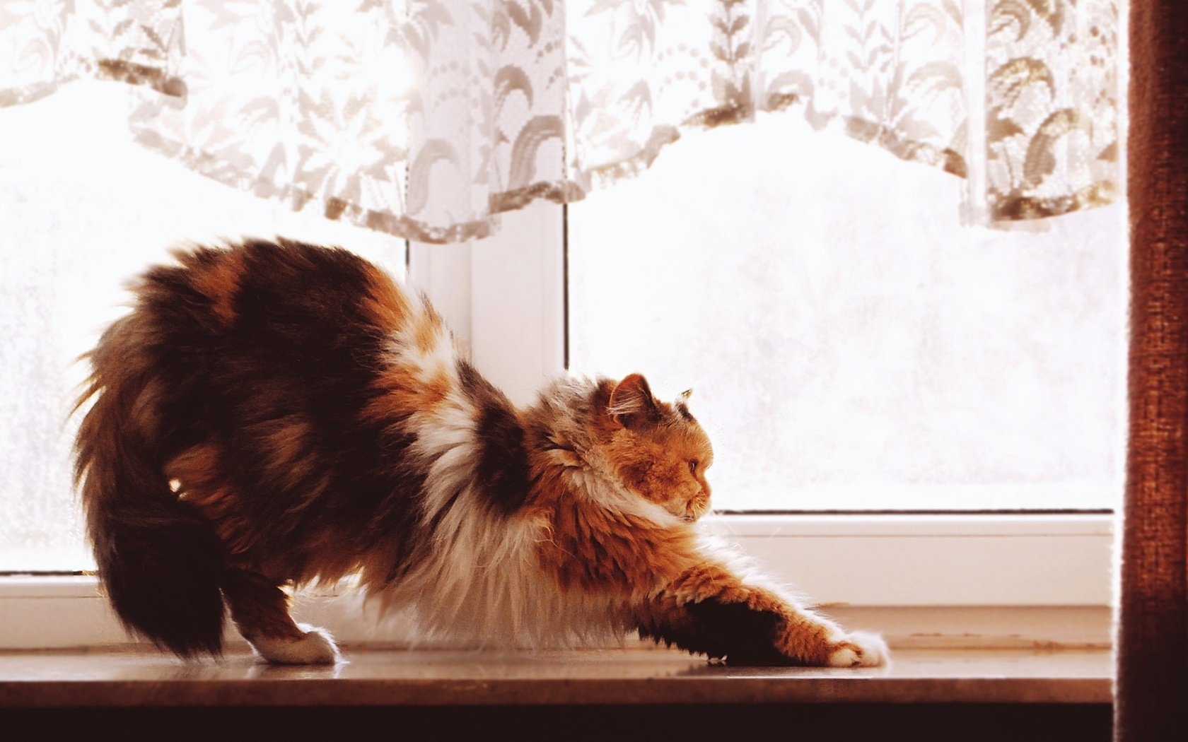 Обои кот, кошка, пушистый, окно, подоконник, трехцветный, cat, fluffy, window, sill, tri-color разрешение 2560x1440 Загрузить