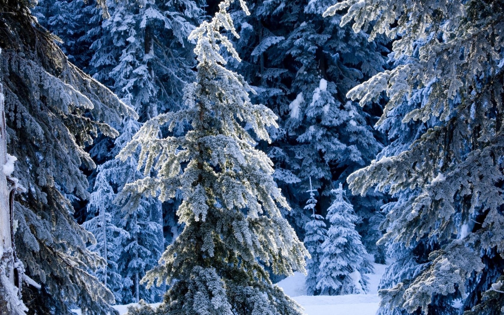 Обои снег, лес, зима, ель, елки, сугробы, зимний, сказочный, snow, forest, winter, spruce, tree, the snow, fabulous разрешение 2560x1600 Загрузить