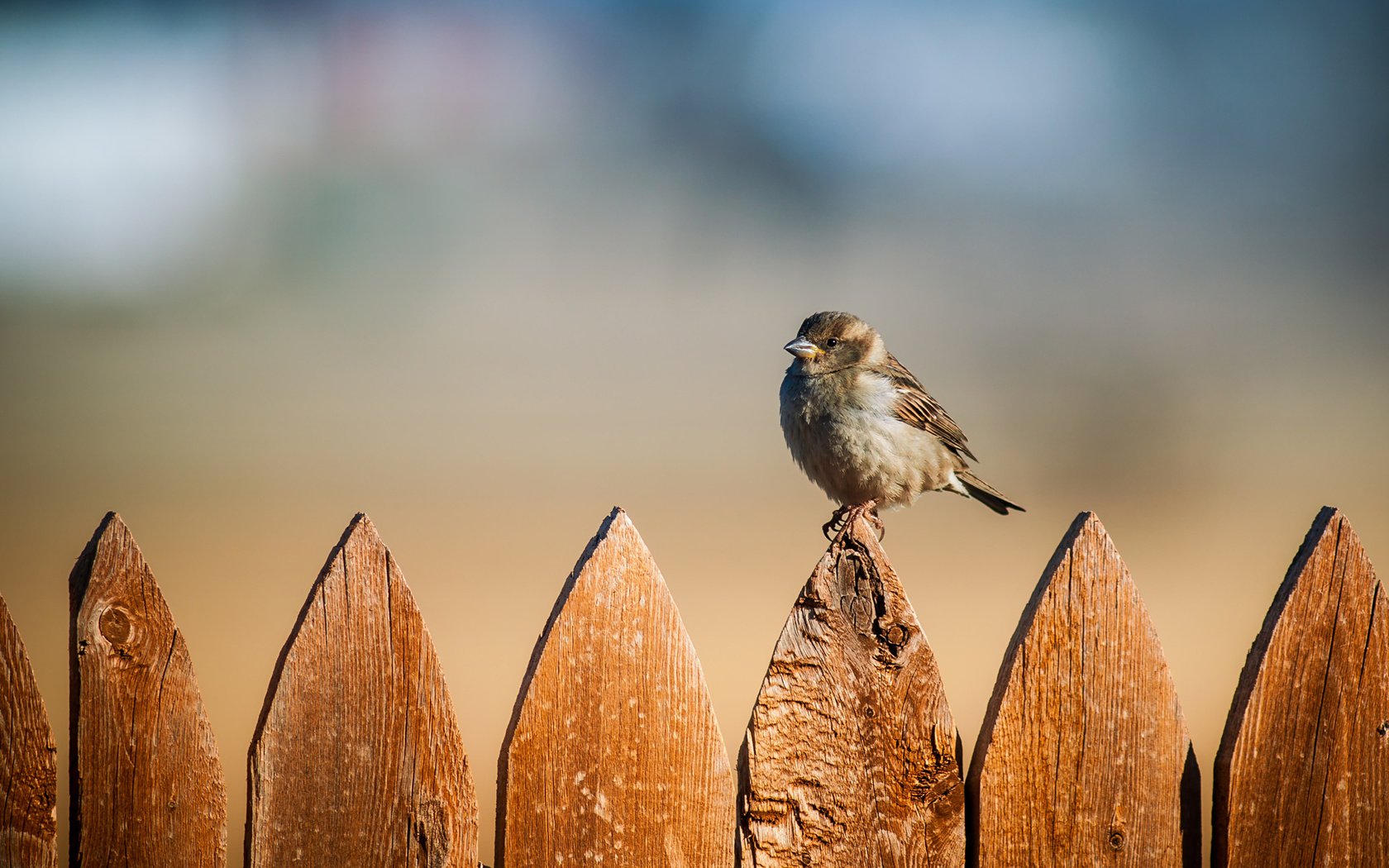 Обои фон, забор, птицы, воробей, background, the fence, birds, sparrow разрешение 1920x1280 Загрузить