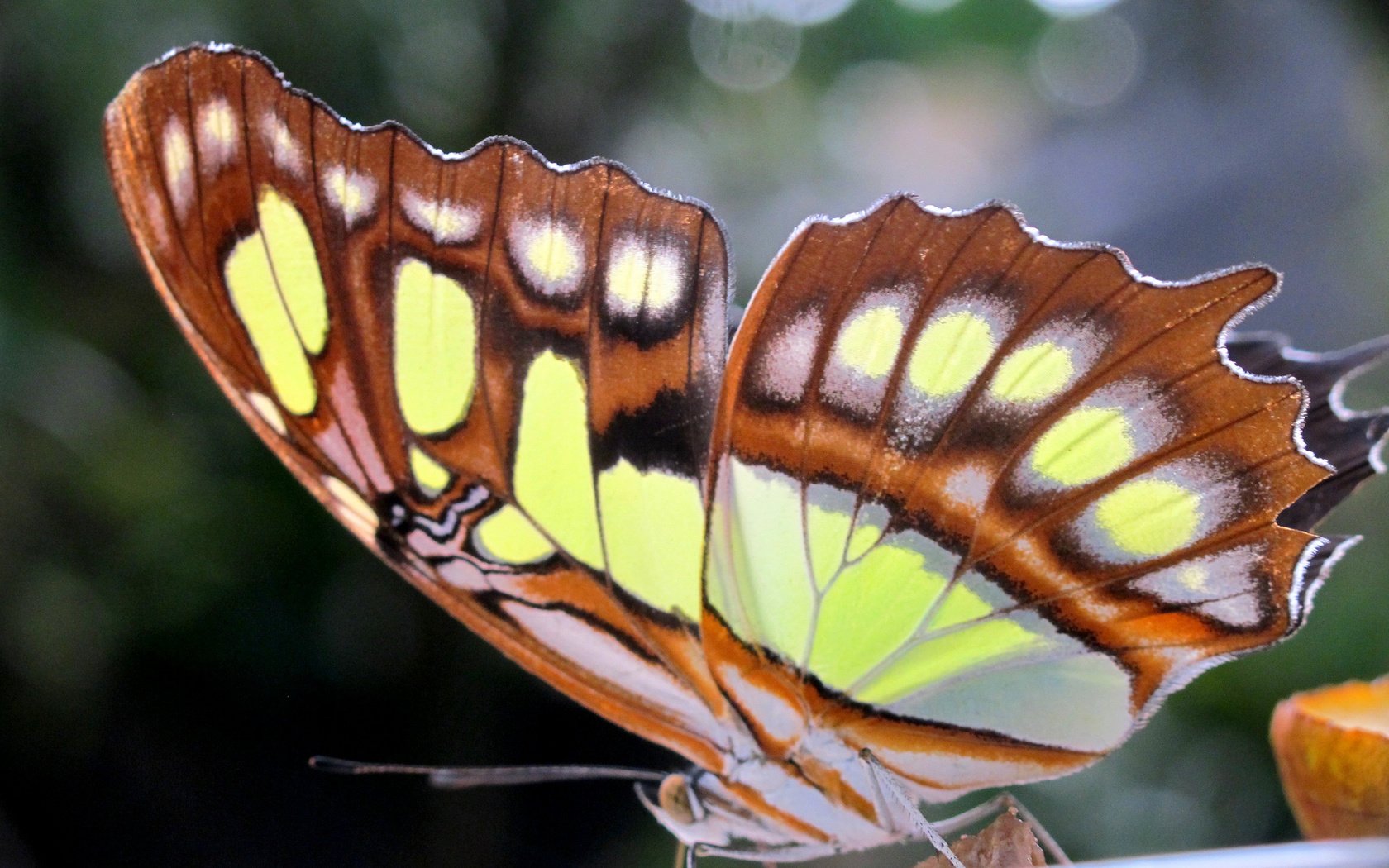 Обои макро, бабочка, крылья, насекомые, macro, butterfly, wings, insects разрешение 2048x1536 Загрузить