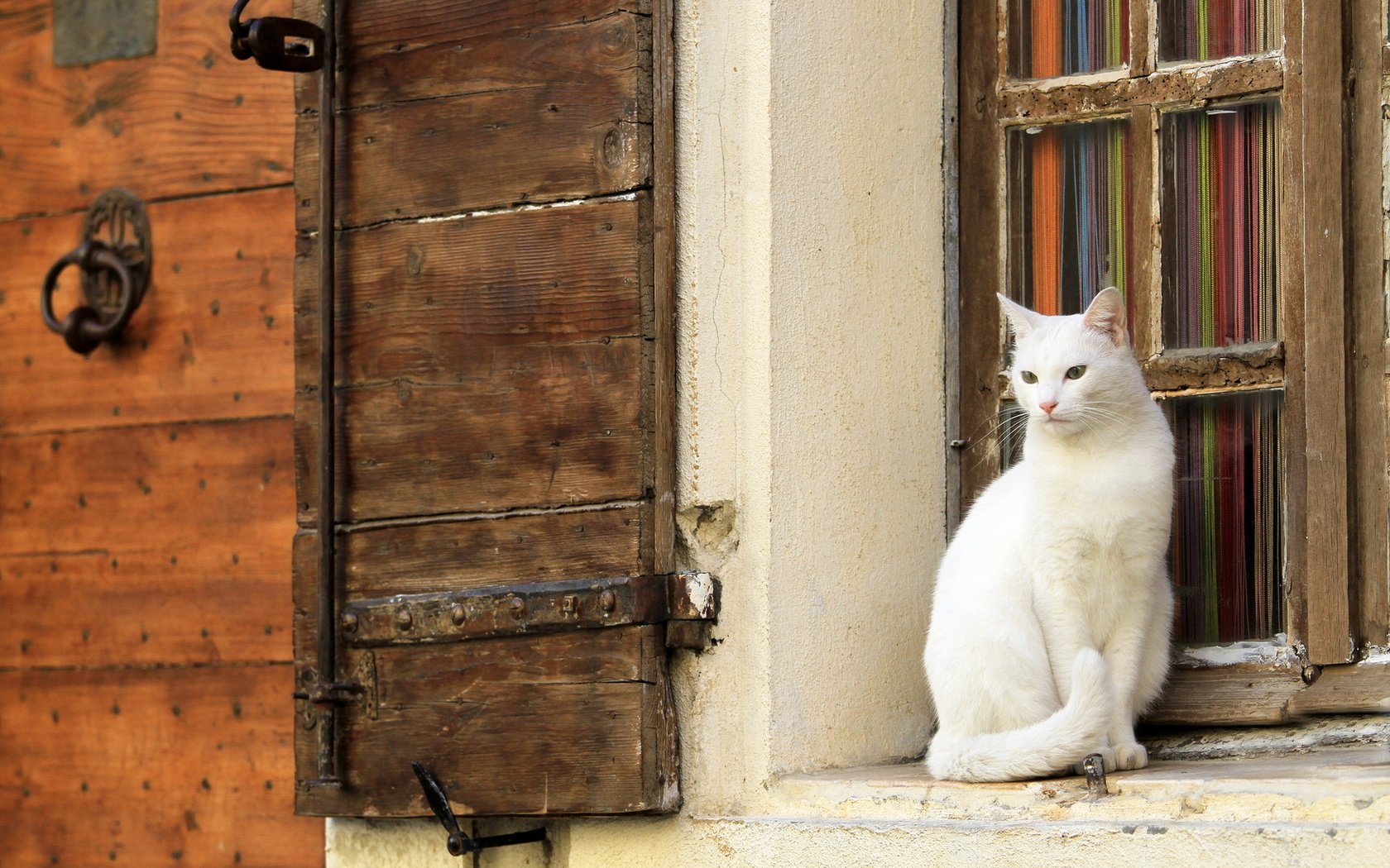 Обои кот, кошка, стена, белый, окно, cat, wall, white, window разрешение 1920x1200 Загрузить