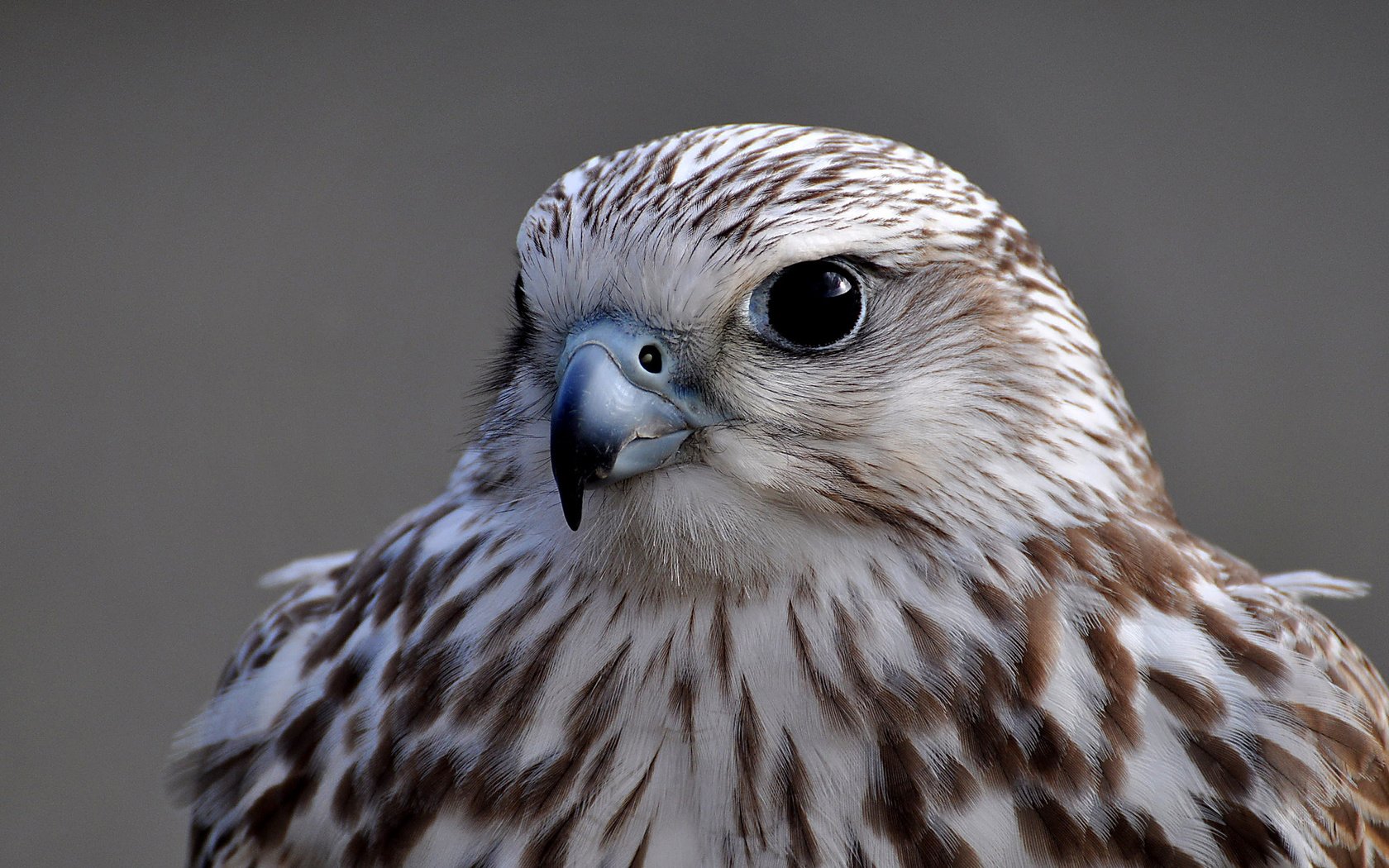 Обои фон, взгляд, птица, сокол, background, look, bird, falcon разрешение 2048x1365 Загрузить