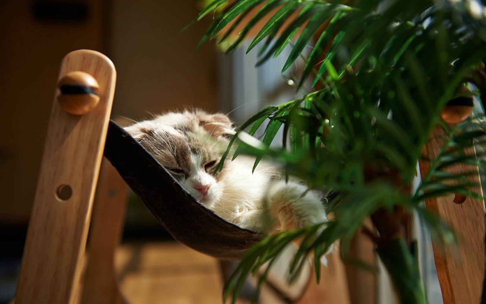 Обои кошка, сон, комната, растение, обои кот, cat, sleep, room, plant, wallpaper cat разрешение 2048x1363 Загрузить
