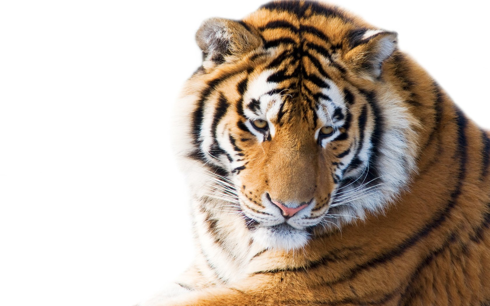 Обои тигр, морда, кошка, взгляд, белый фон, амурский, tiger, face, cat, look, white background, amur разрешение 5008x3340 Загрузить