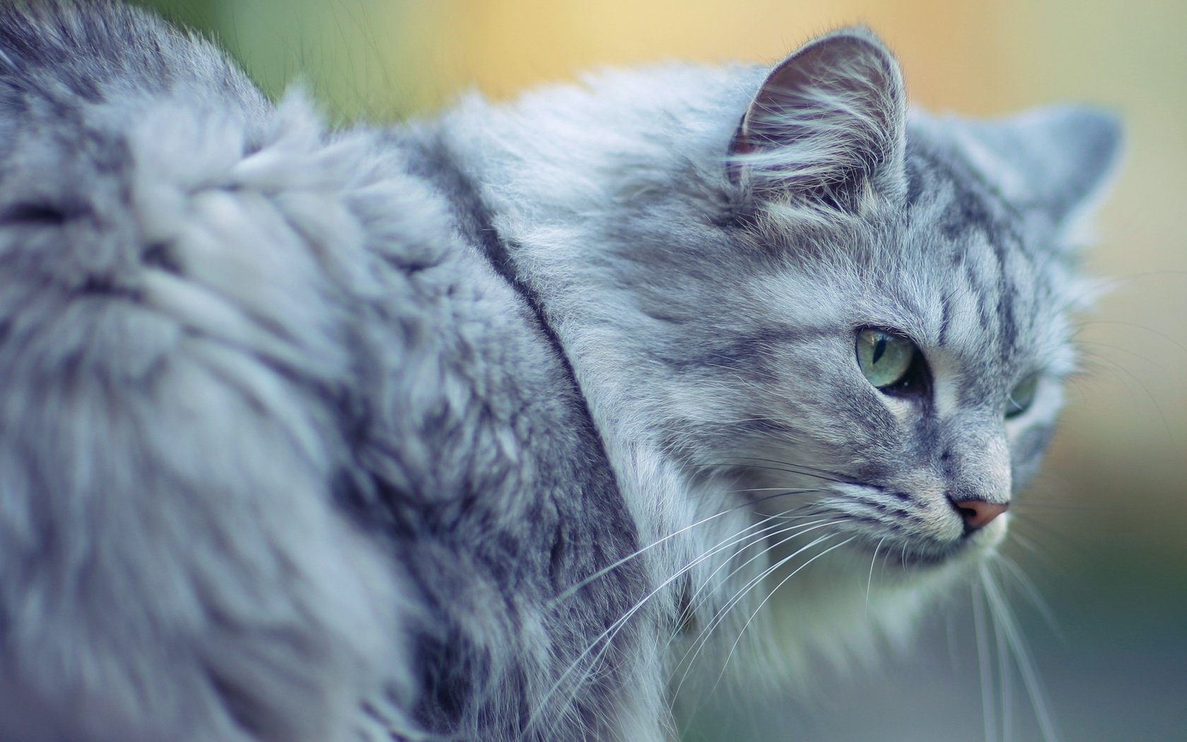 Обои морда, кот, кошка, взгляд, пушистый, серый, большой, face, cat, look, fluffy, grey, large разрешение 1920x1080 Загрузить
